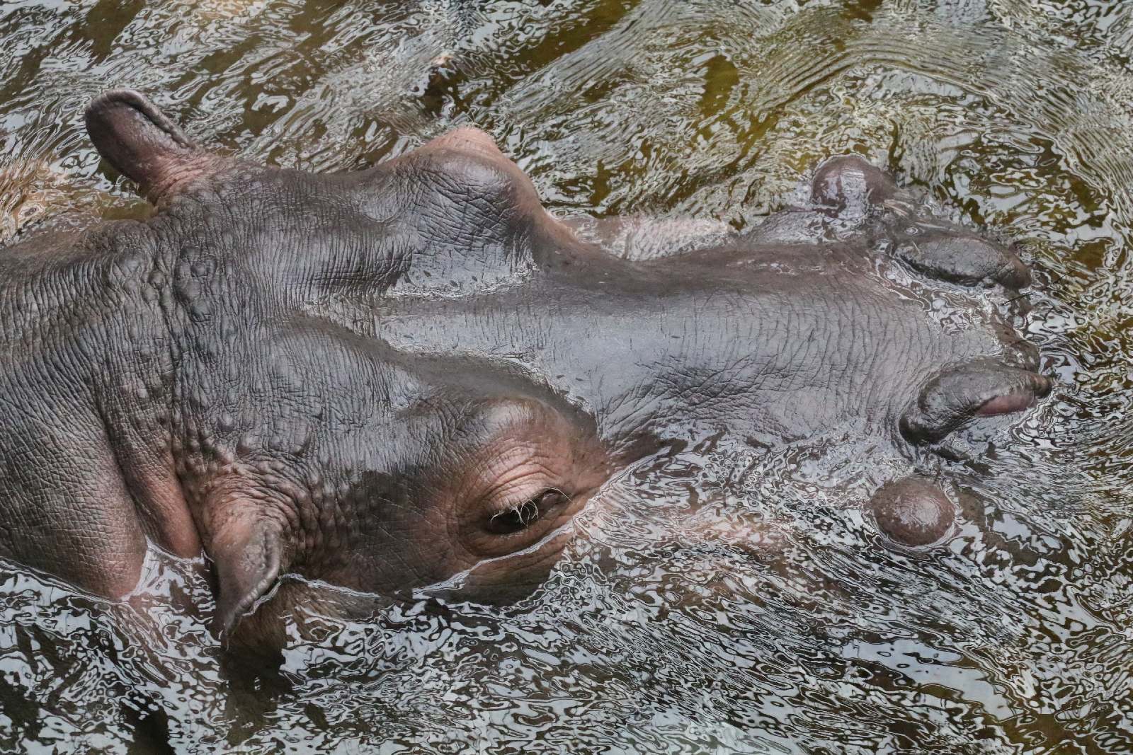 Wrocławskie ZOO jest piękne o każdej porze roku