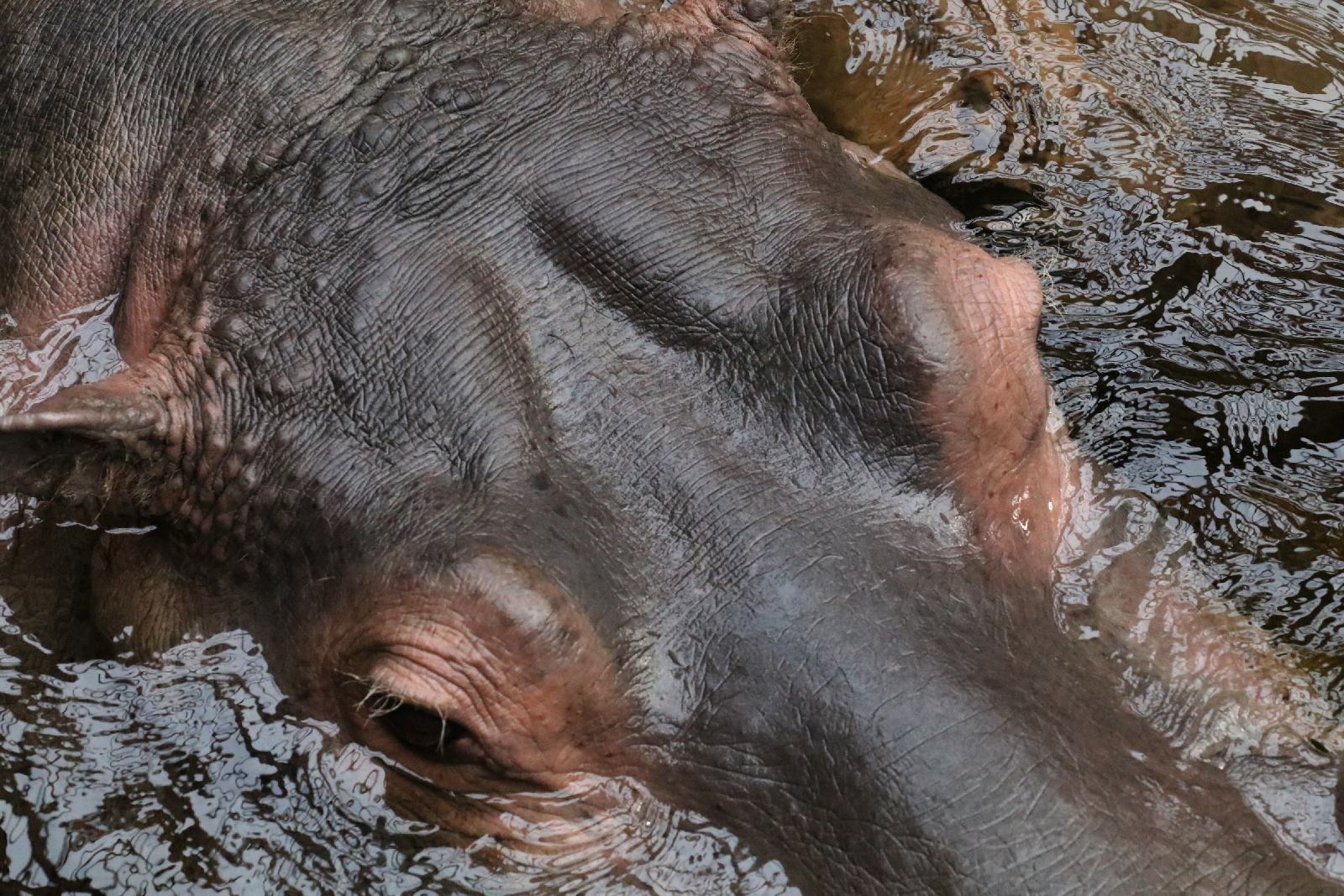 Wrocławskie ZOO jest piękne o każdej porze roku
