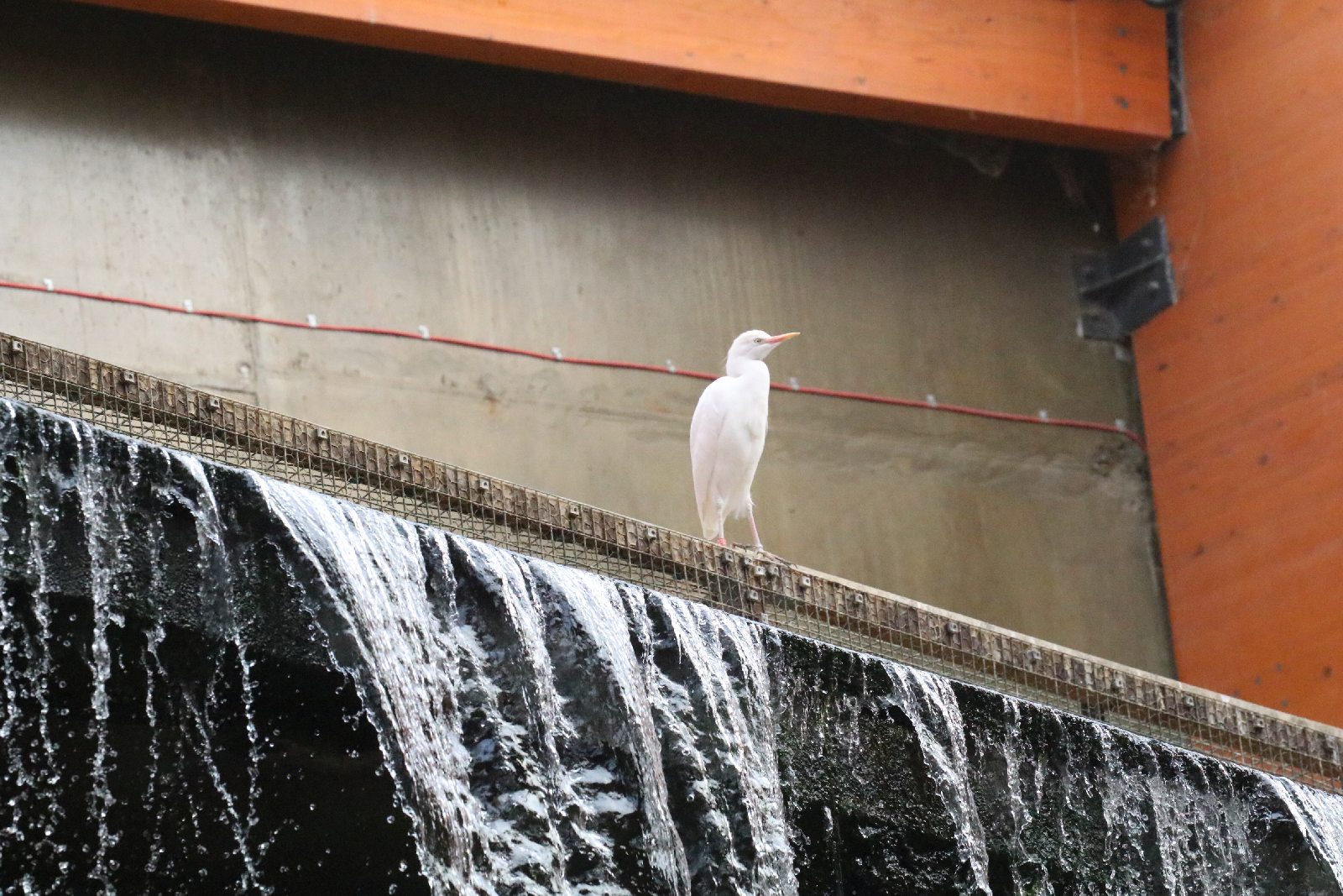 Wrocławskie ZOO jest piękne o każdej porze roku