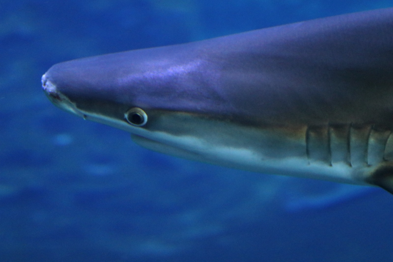 Wrocławskie ZOO jest piękne o każdej porze roku