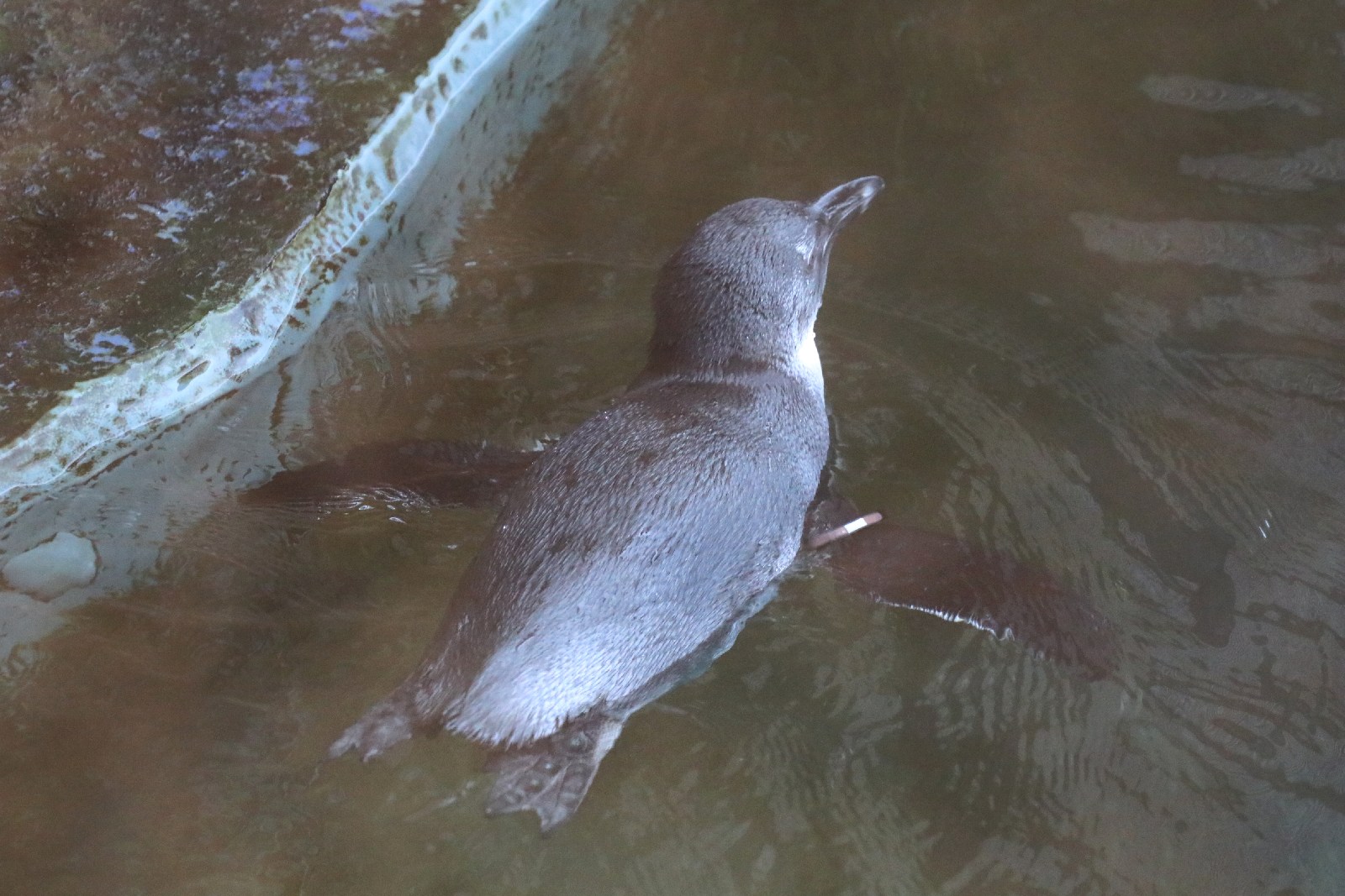 Wrocławskie ZOO jest piękne o każdej porze roku
