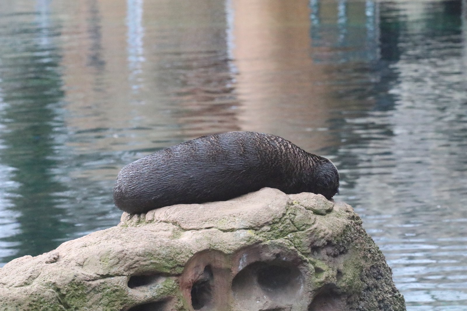 Wrocławskie ZOO jest piękne o każdej porze roku