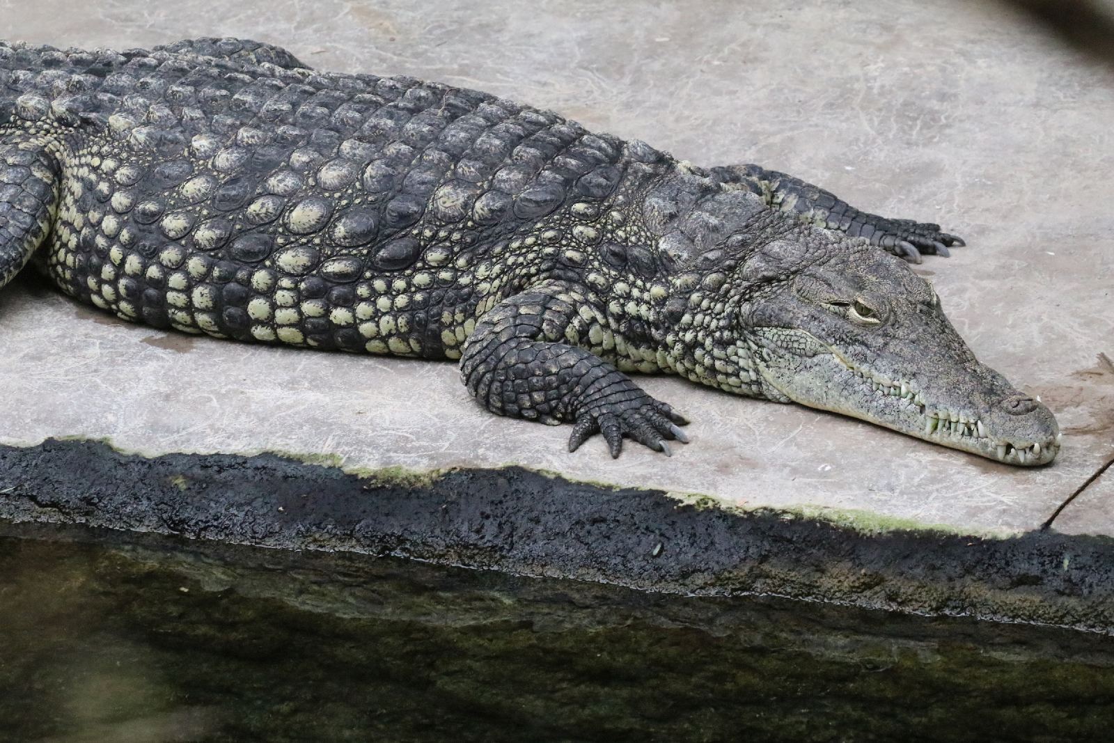 Wrocławskie ZOO jest piękne o każdej porze roku
