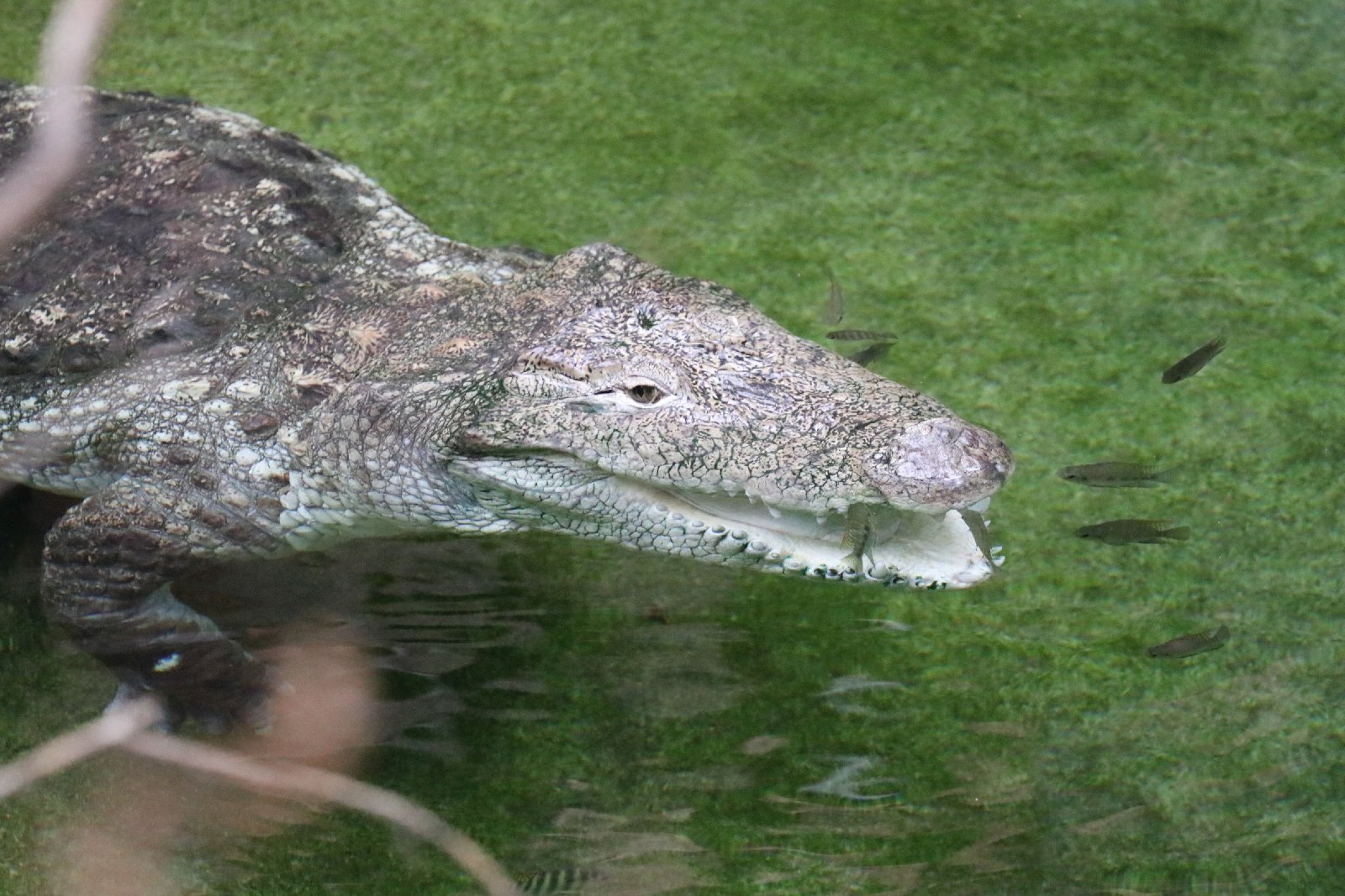 Wrocławskie ZOO jest piękne o każdej porze roku