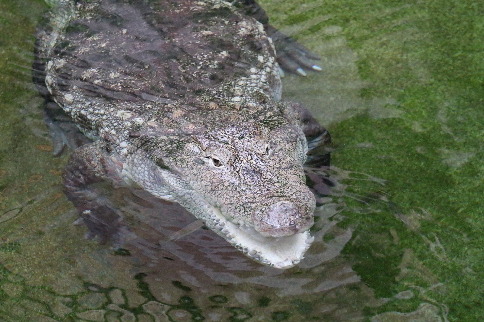 Wrocławskie ZOO jest piękne o każdej porze roku