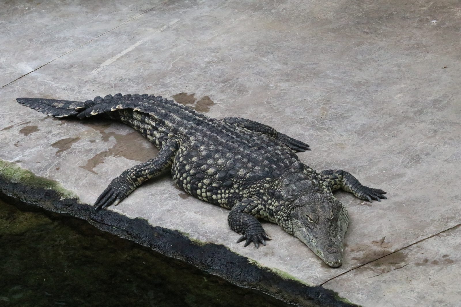 Wrocławskie ZOO jest piękne o każdej porze roku