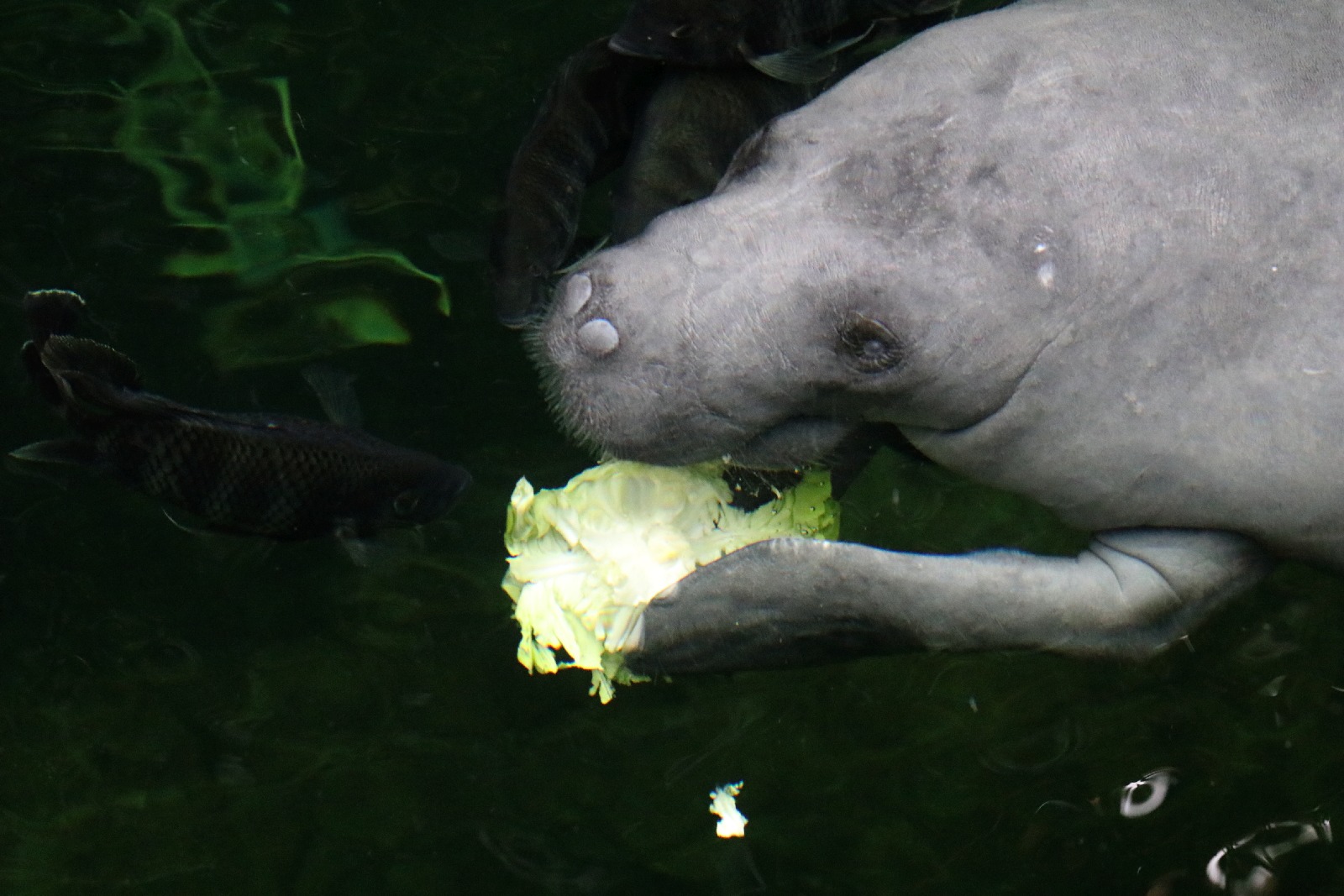 Wrocławskie ZOO jest piękne o każdej porze roku