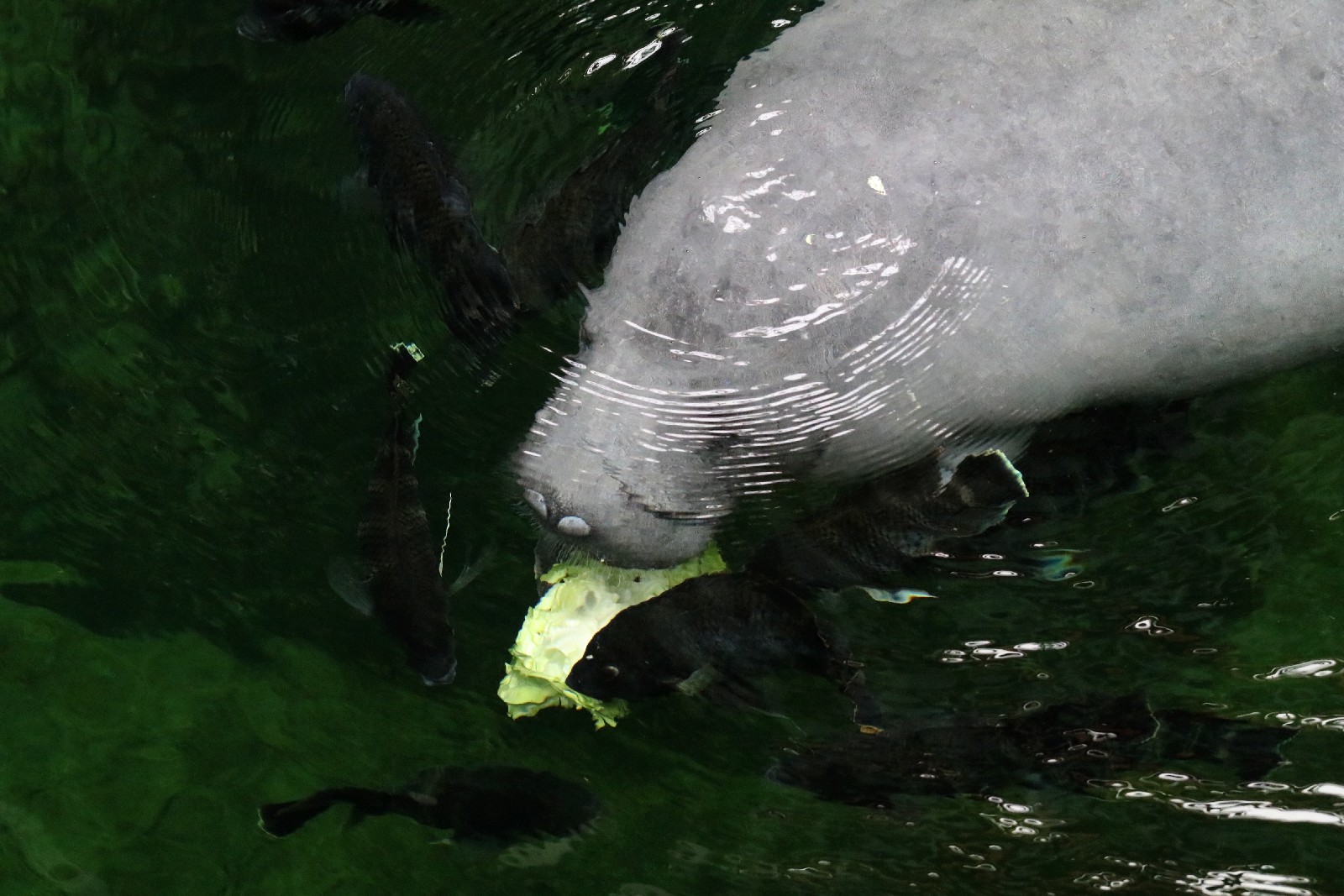 Wrocławskie ZOO jest piękne o każdej porze roku