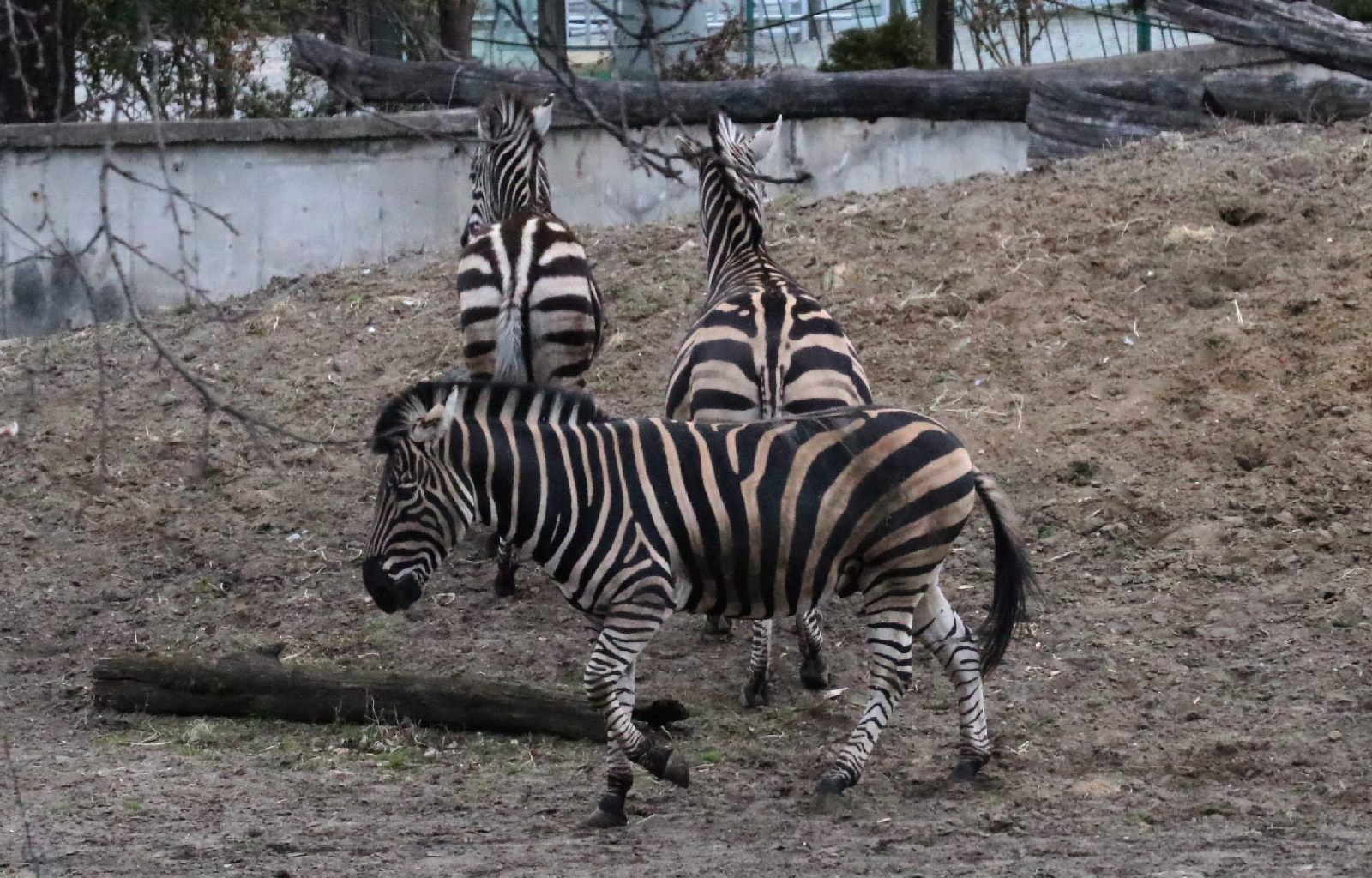 Wrocławskie ZOO jest piękne o każdej porze roku