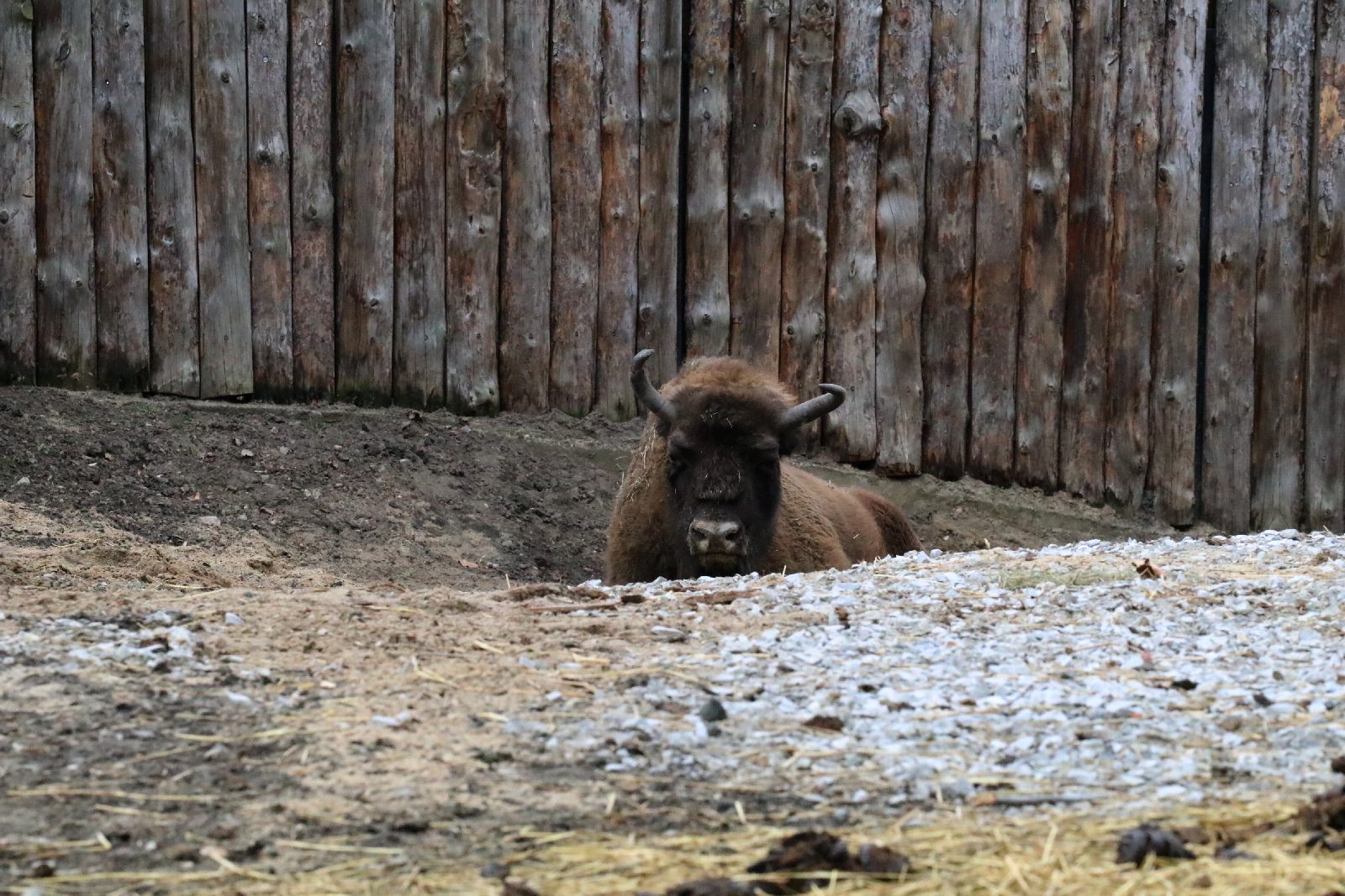 Wrocławskie ZOO jest piękne o każdej porze roku