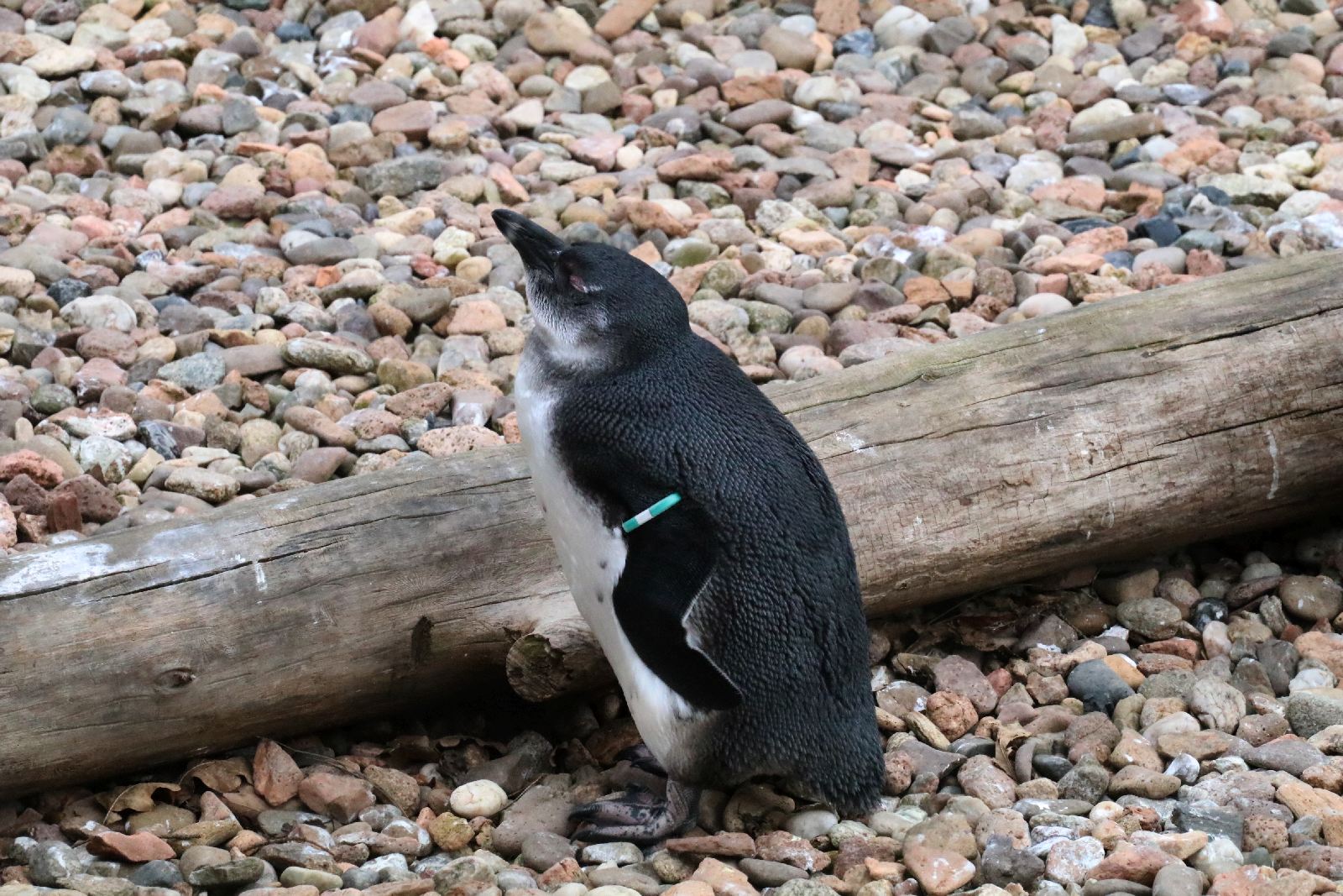 Wrocławskie ZOO jest piękne o każdej porze roku