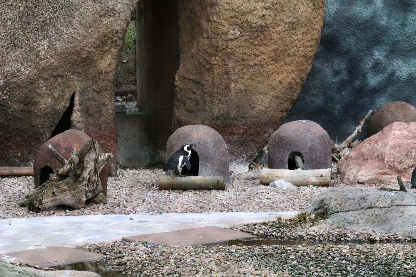 Wrocławskie ZOO jest piękne o każdej porze roku