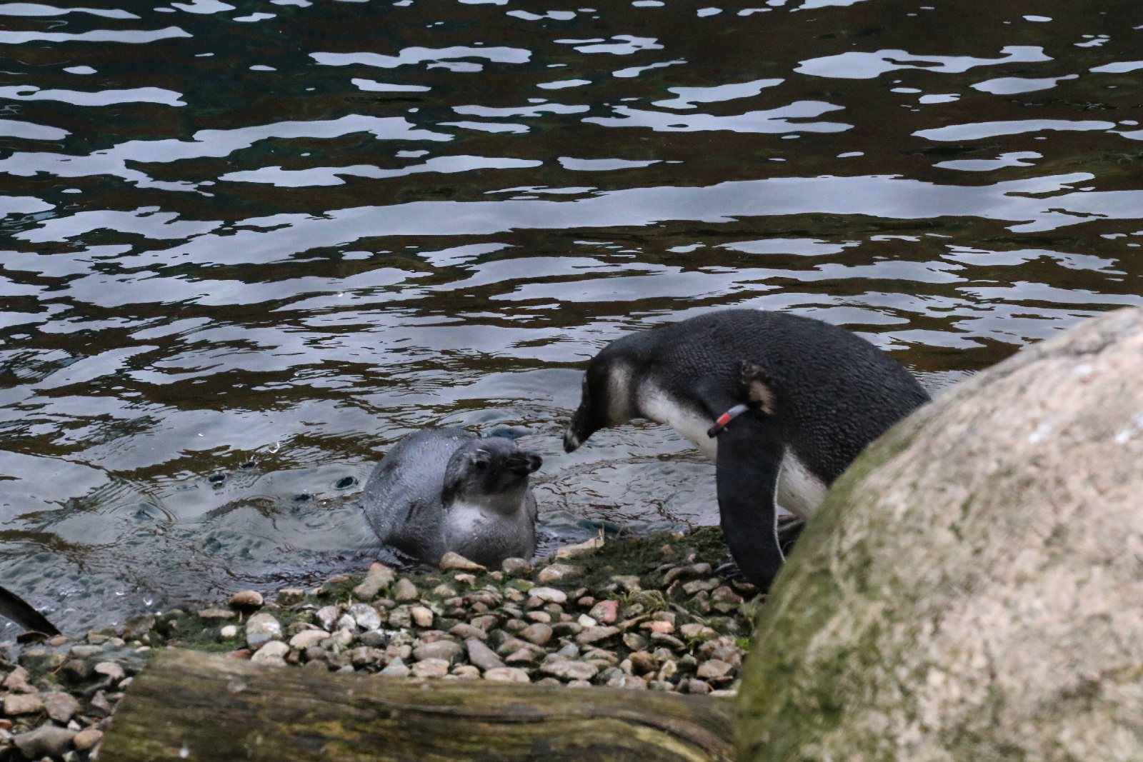 Wrocławskie ZOO jest piękne o każdej porze roku