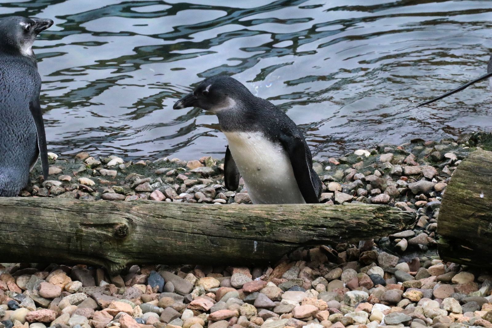 Wrocławskie ZOO jest piękne o każdej porze roku