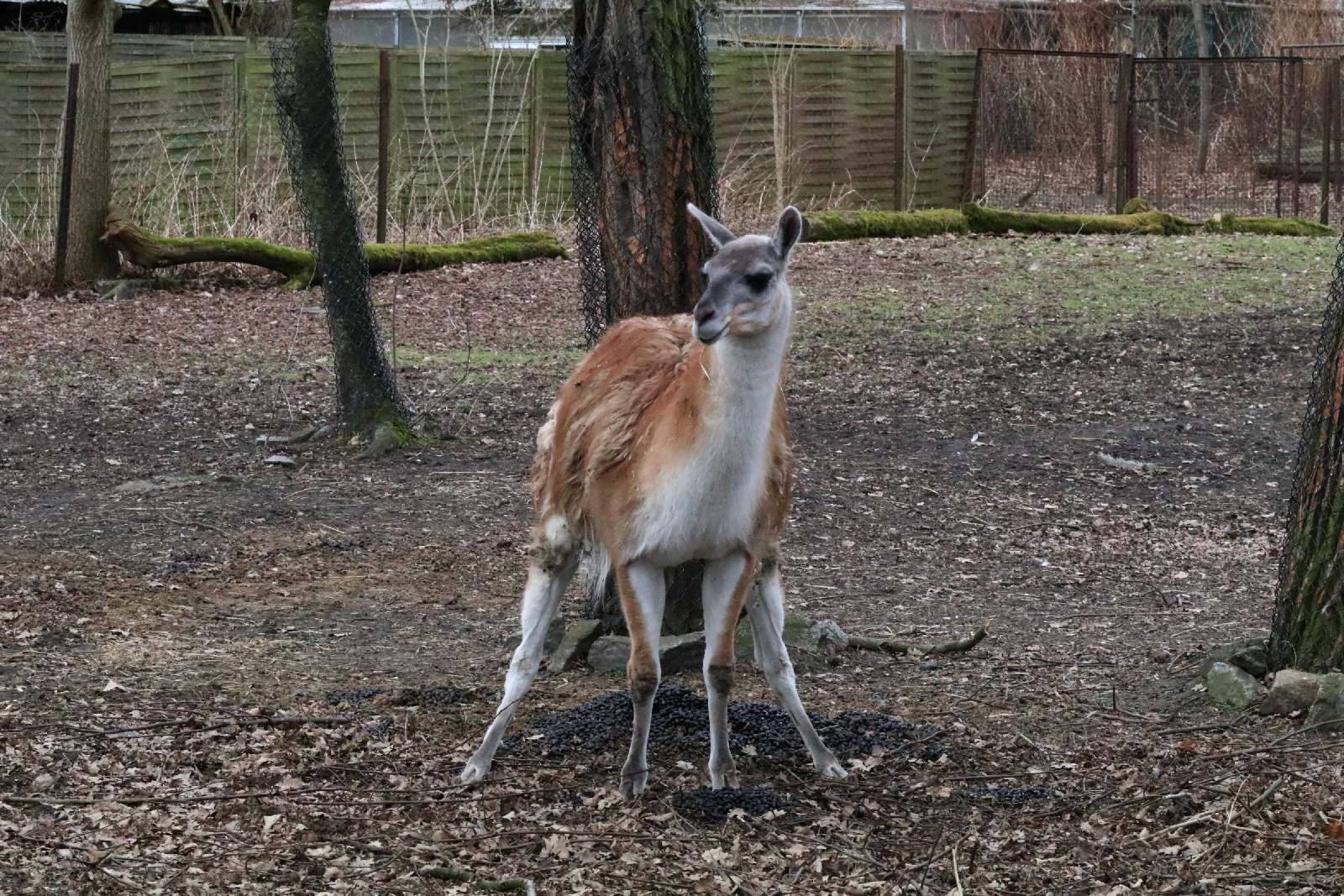 Wrocławskie ZOO jest piękne o każdej porze roku