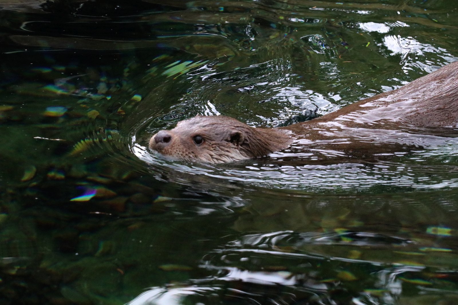 Wrocławskie ZOO jest piękne o każdej porze roku
