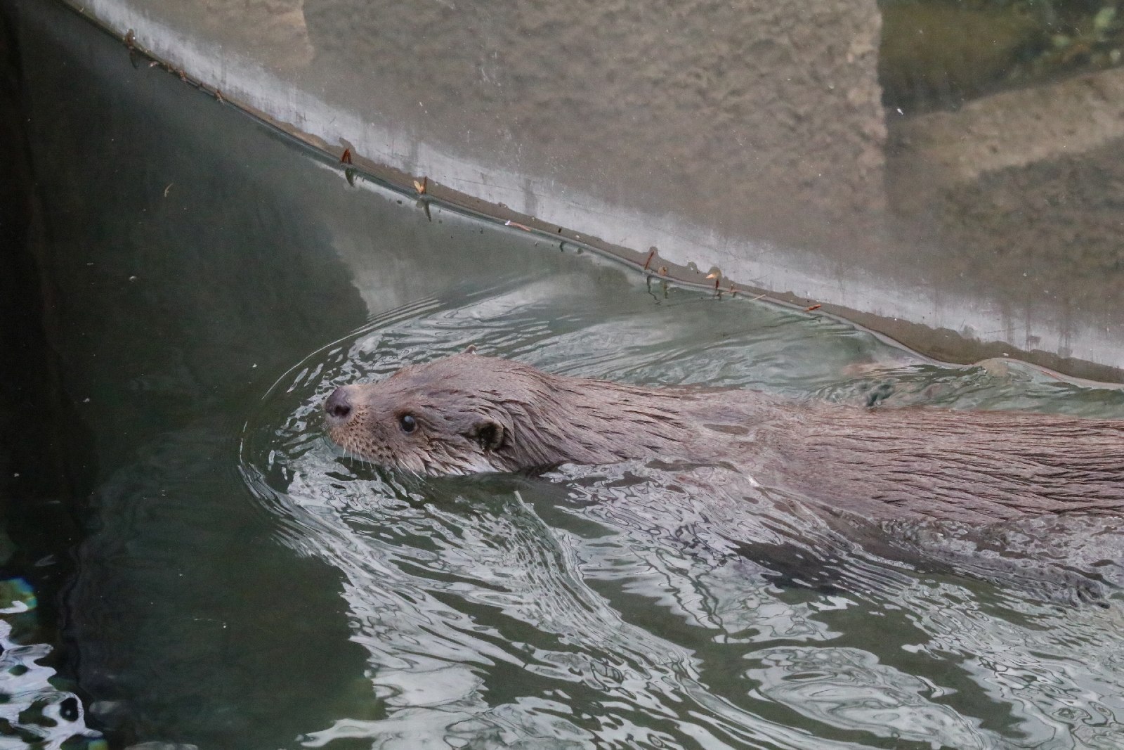 Wrocławskie ZOO jest piękne o każdej porze roku