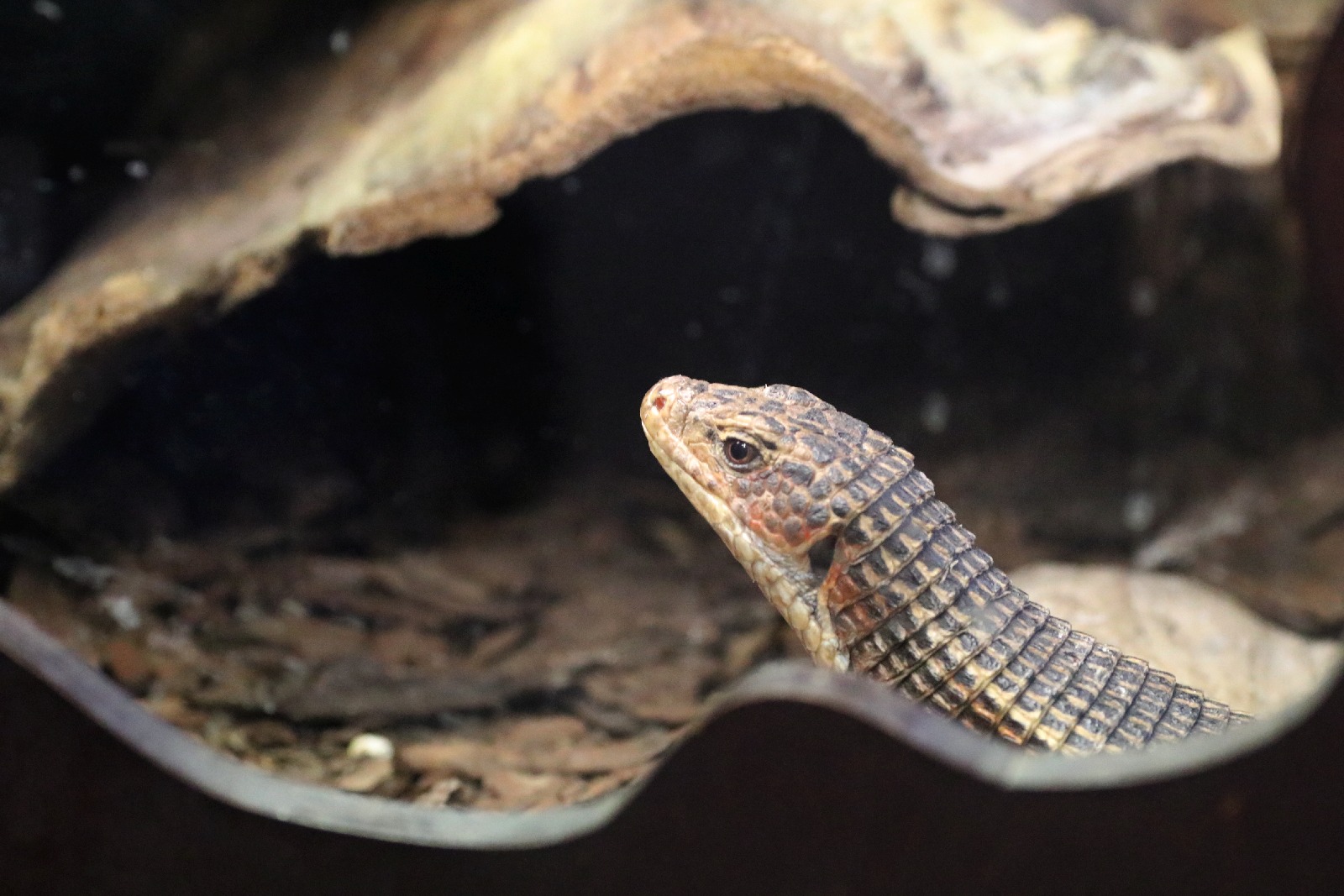 Wrocławskie ZOO jest piękne o każdej porze roku