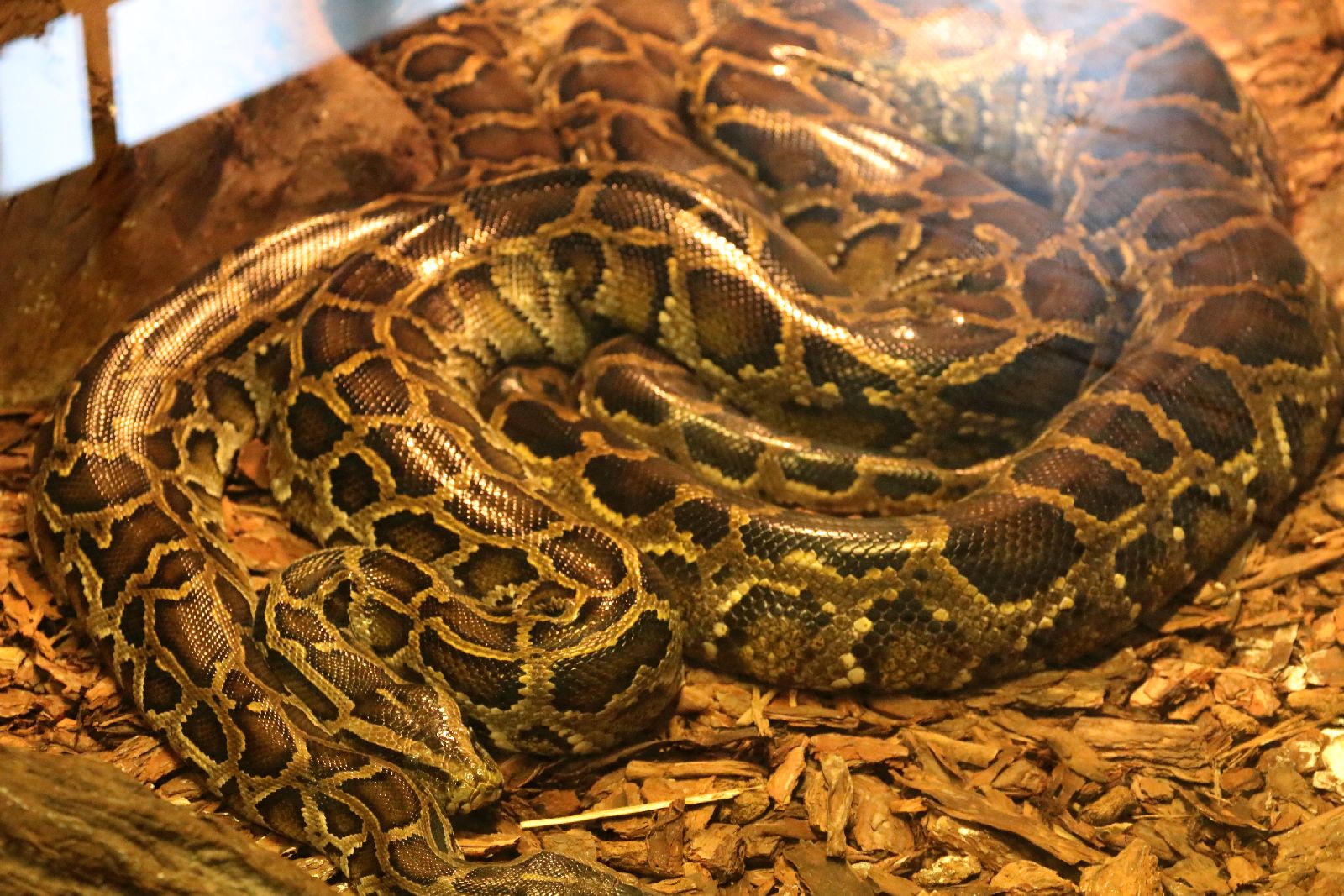 Wrocławskie ZOO jest piękne o każdej porze roku