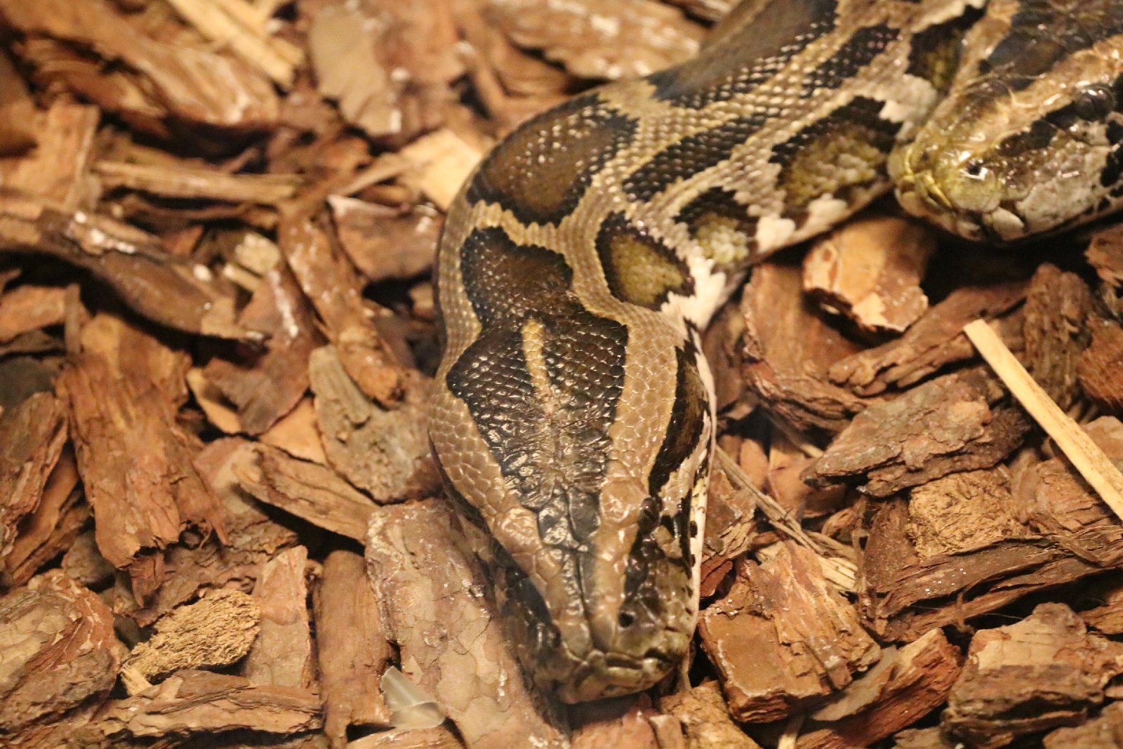 Wrocławskie ZOO jest piękne o każdej porze roku