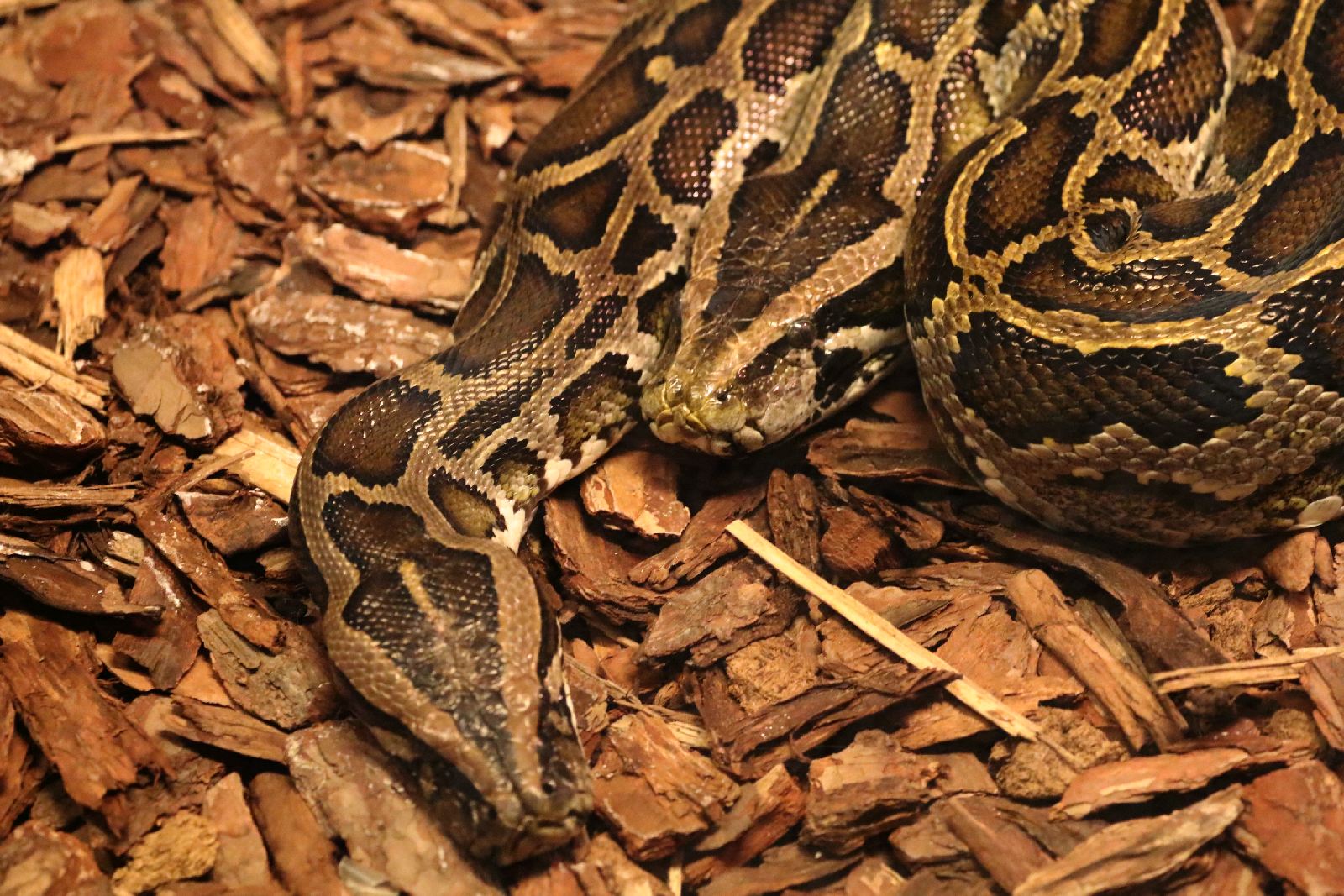 Wrocławskie ZOO jest piękne o każdej porze roku