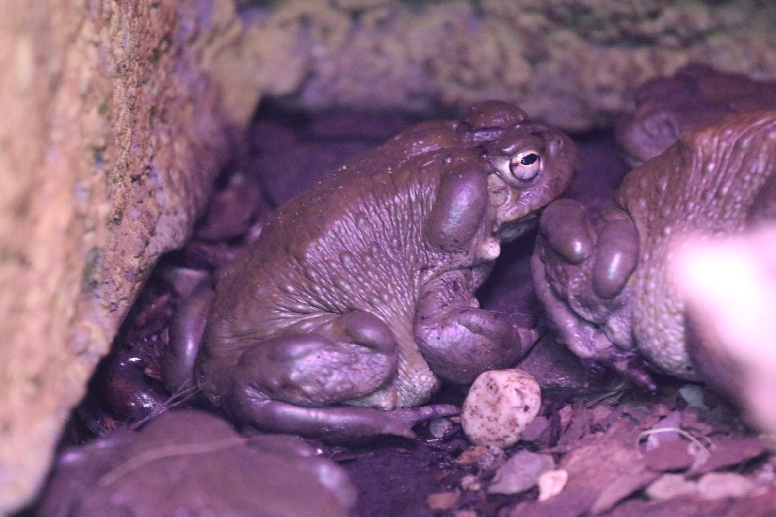 Wrocławskie ZOO jest piękne o każdej porze roku