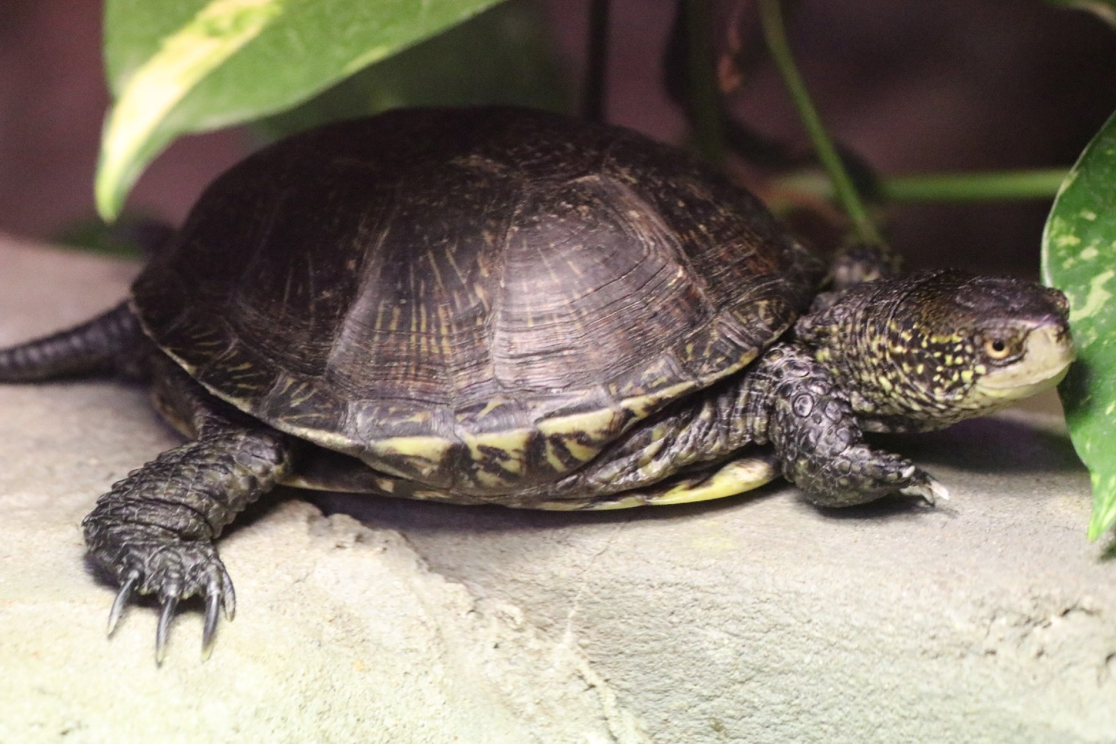 Wrocławskie ZOO jest piękne o każdej porze roku