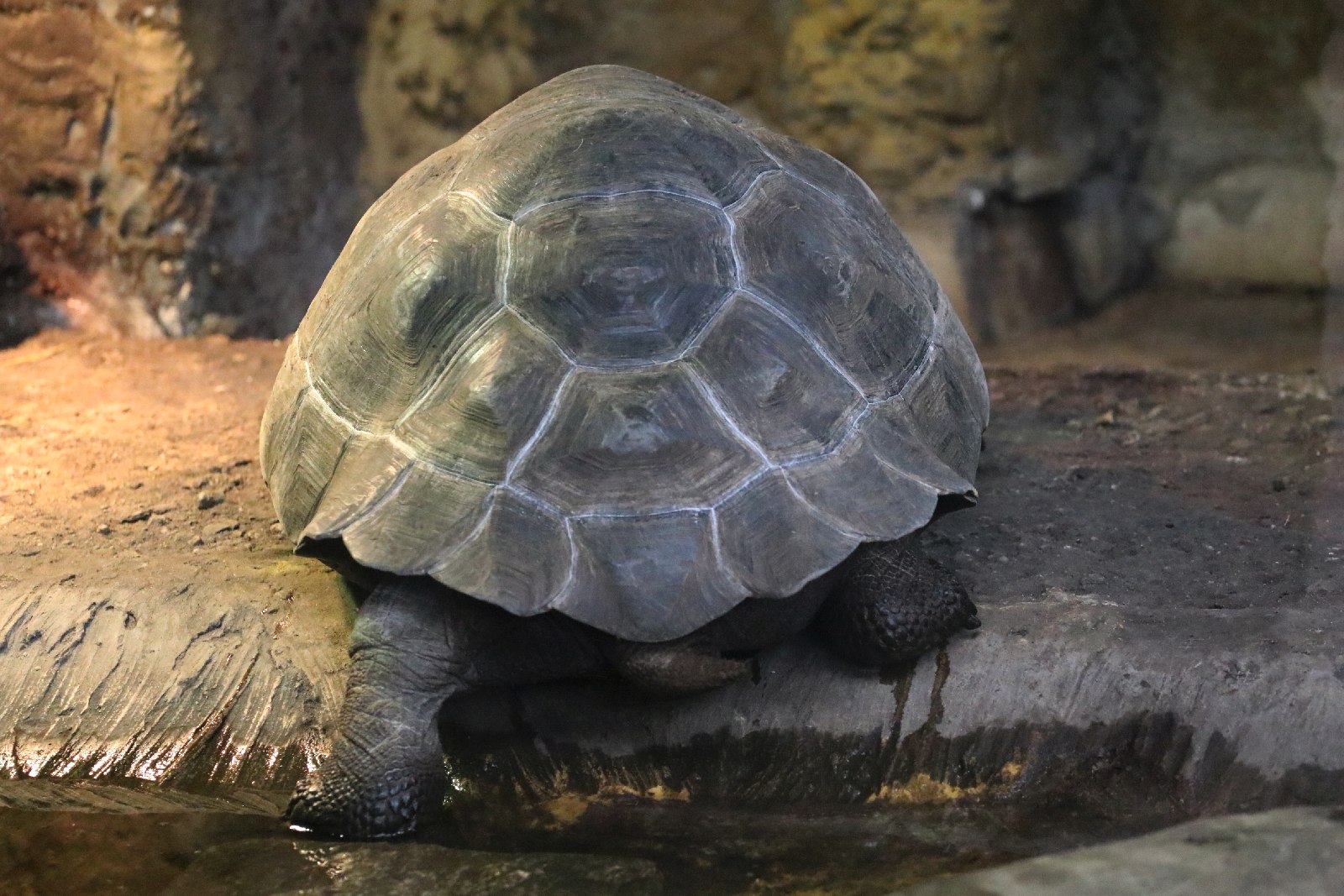 Wrocławskie ZOO jest piękne o każdej porze roku