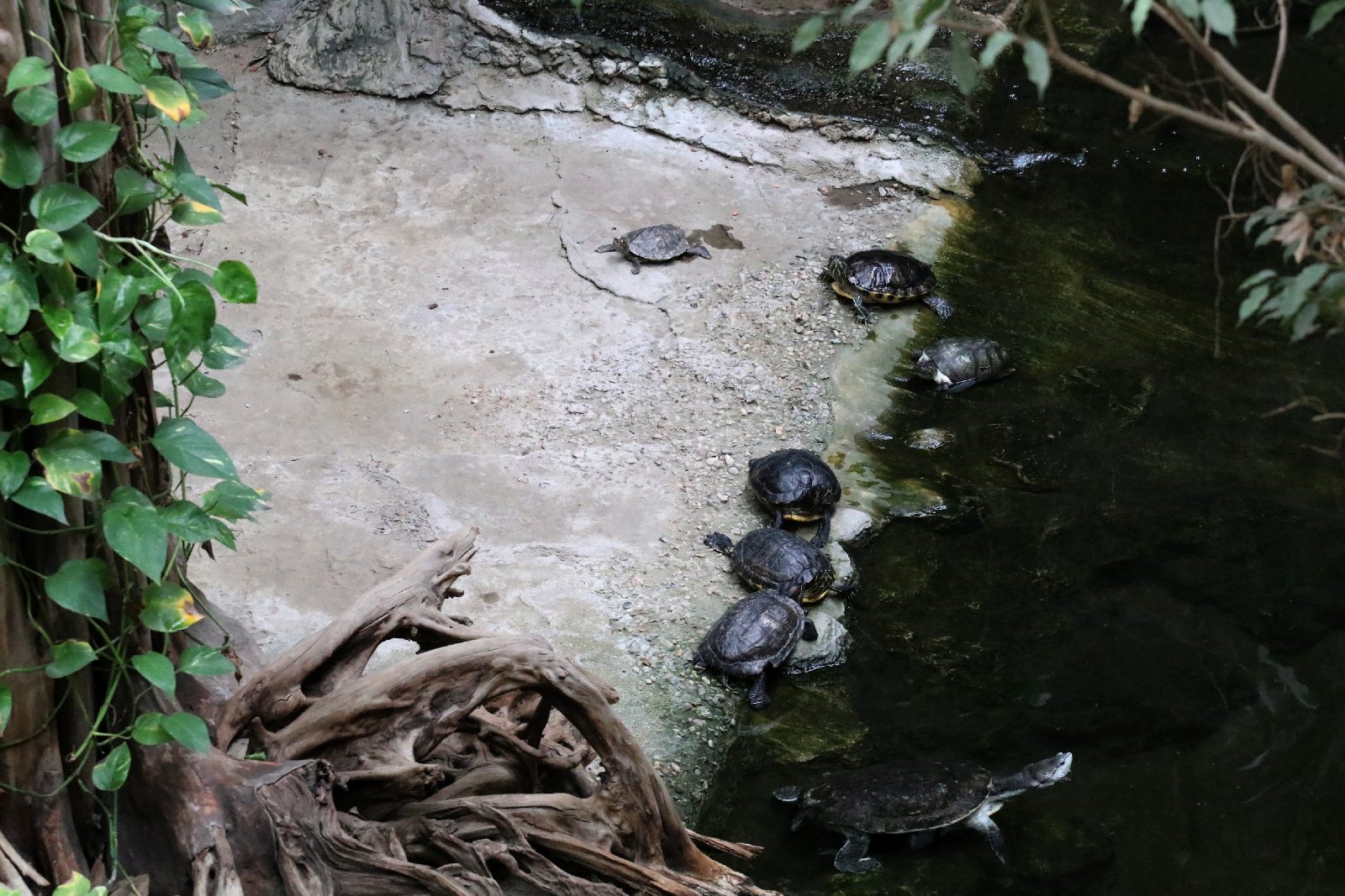 Wrocławskie ZOO jest piękne o każdej porze roku