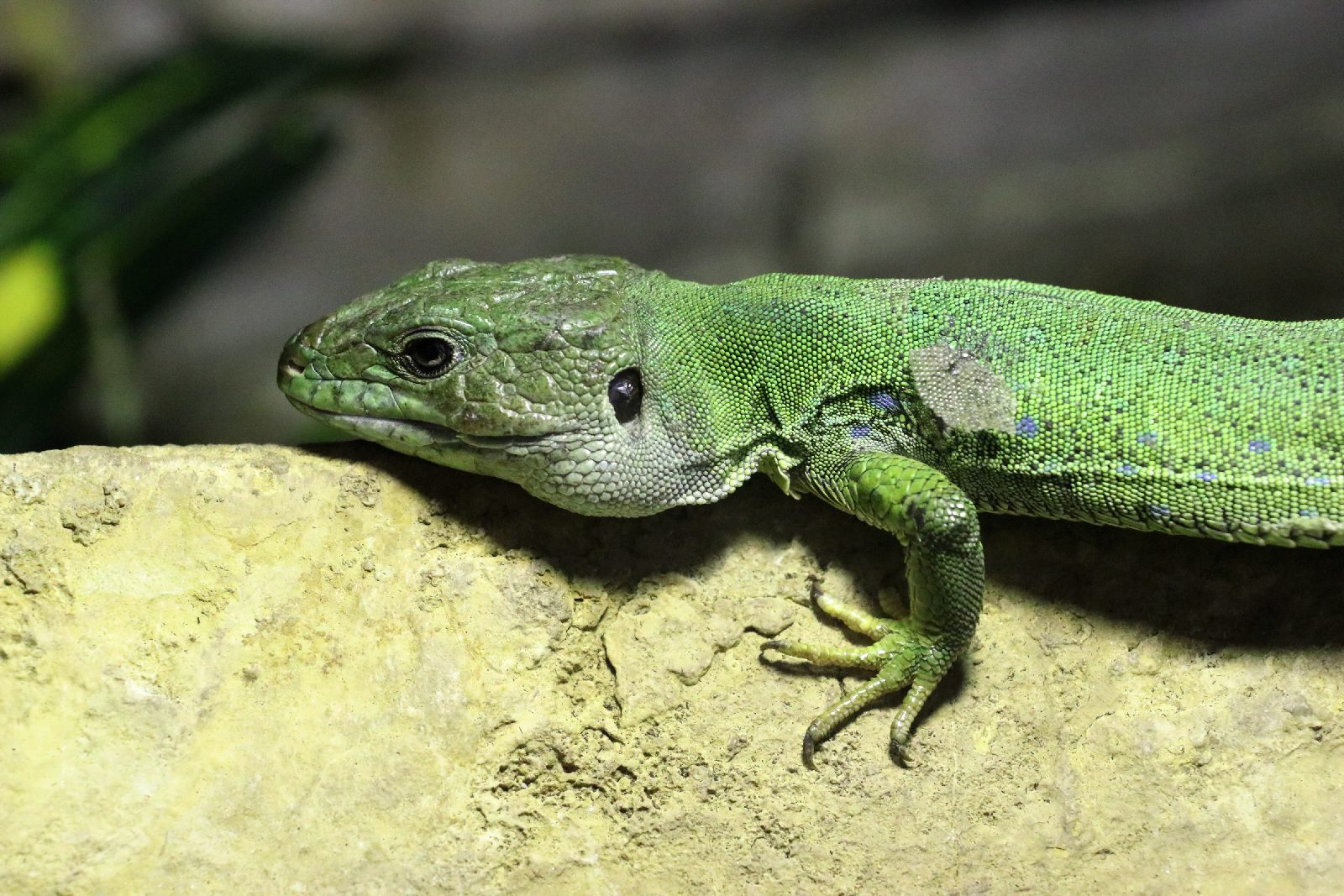 Wrocławskie ZOO jest piękne o każdej porze roku