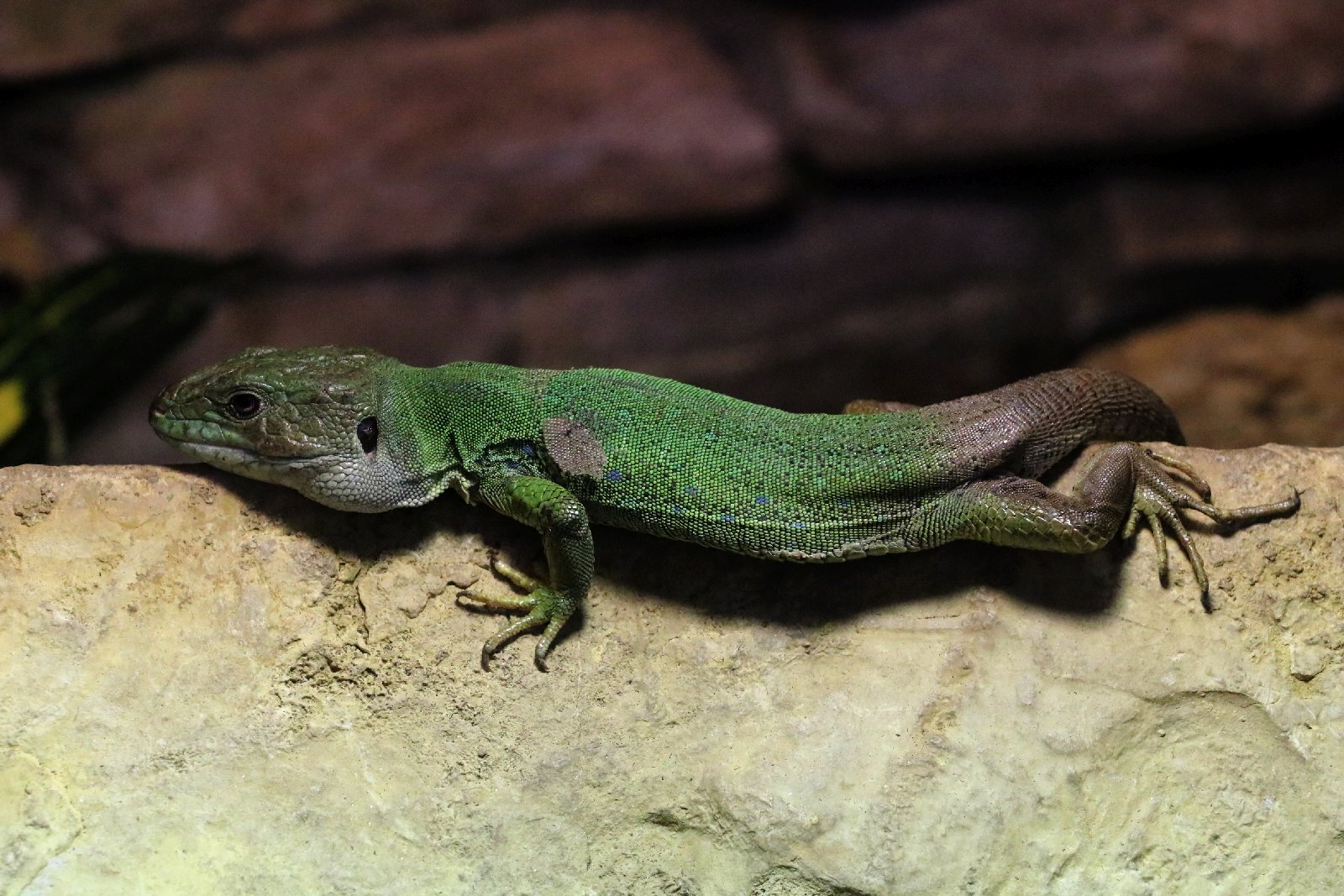 Wrocławskie ZOO jest piękne o każdej porze roku