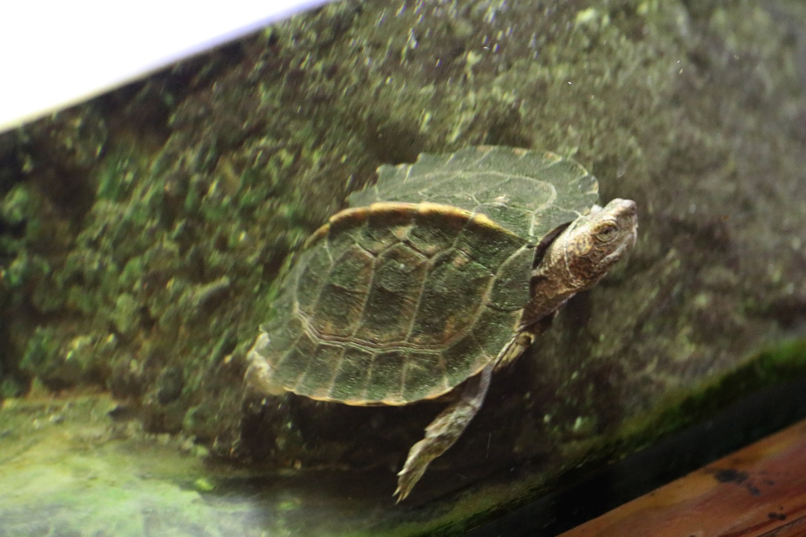 Wrocławskie ZOO jest piękne o każdej porze roku
