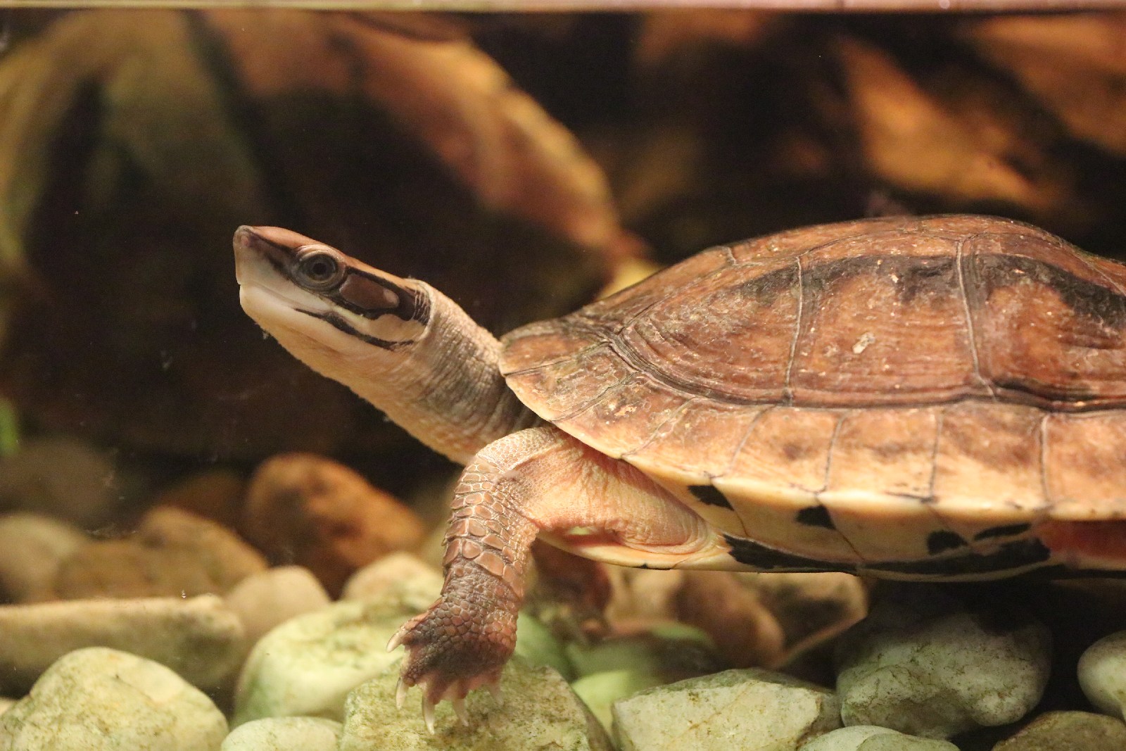 Wrocławskie ZOO jest piękne o każdej porze roku