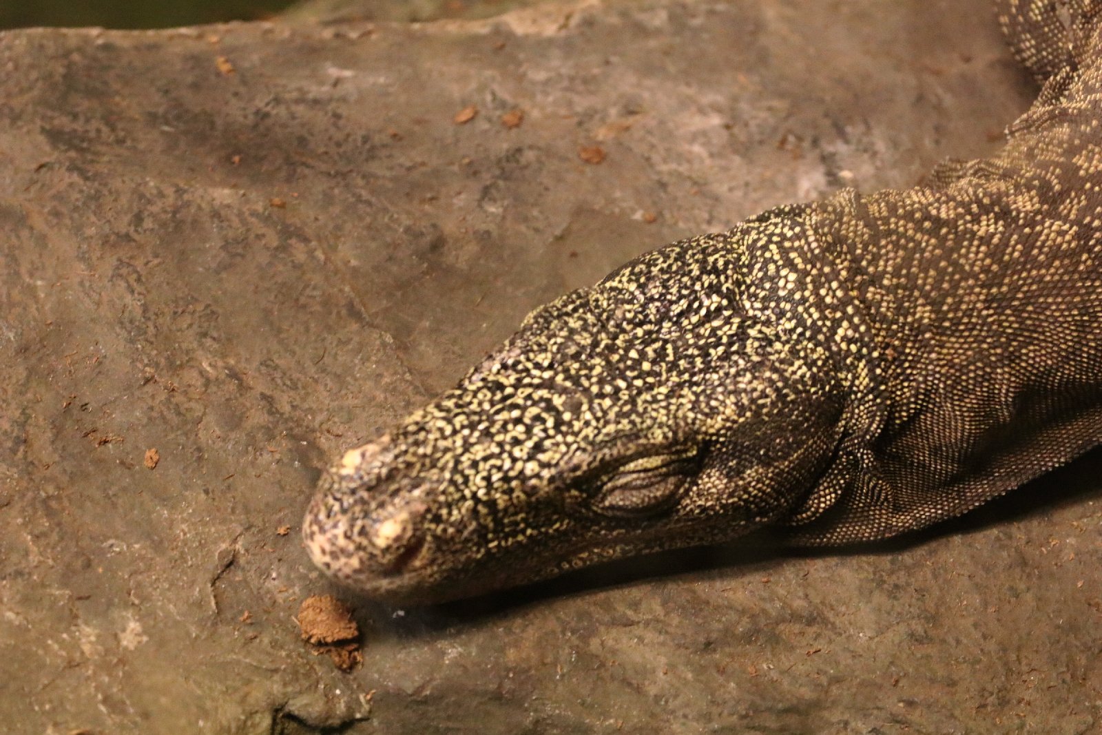 Wrocławskie ZOO jest piękne o każdej porze roku