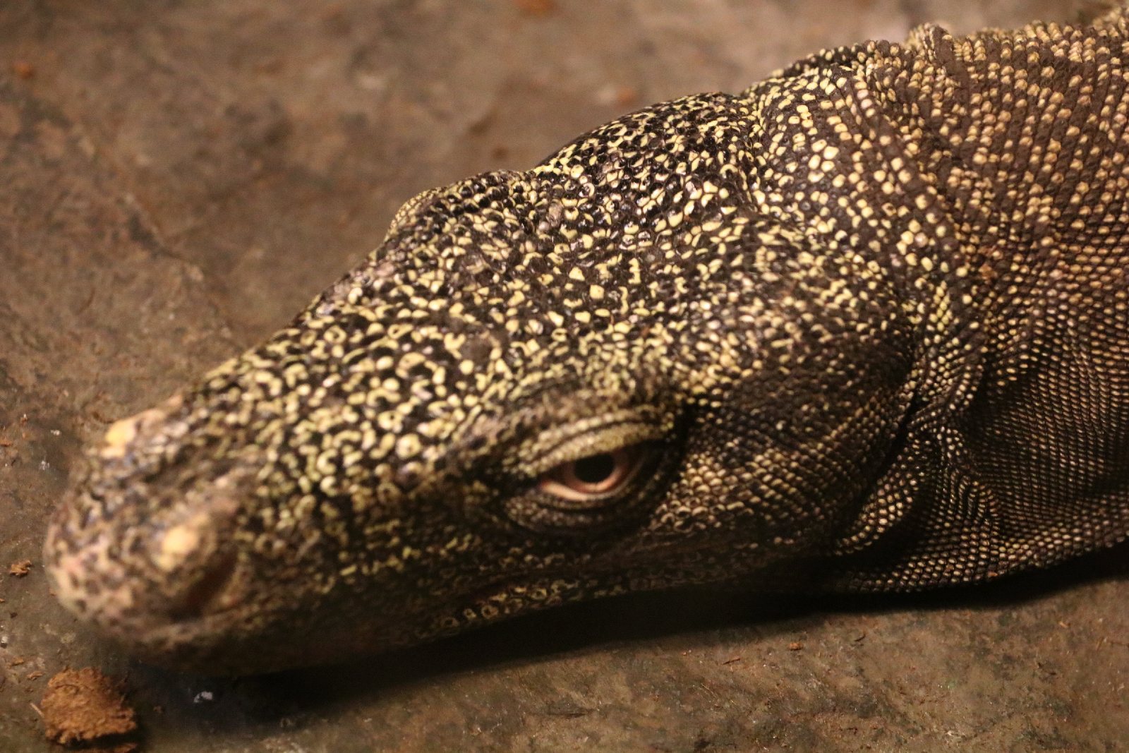 Wrocławskie ZOO jest piękne o każdej porze roku