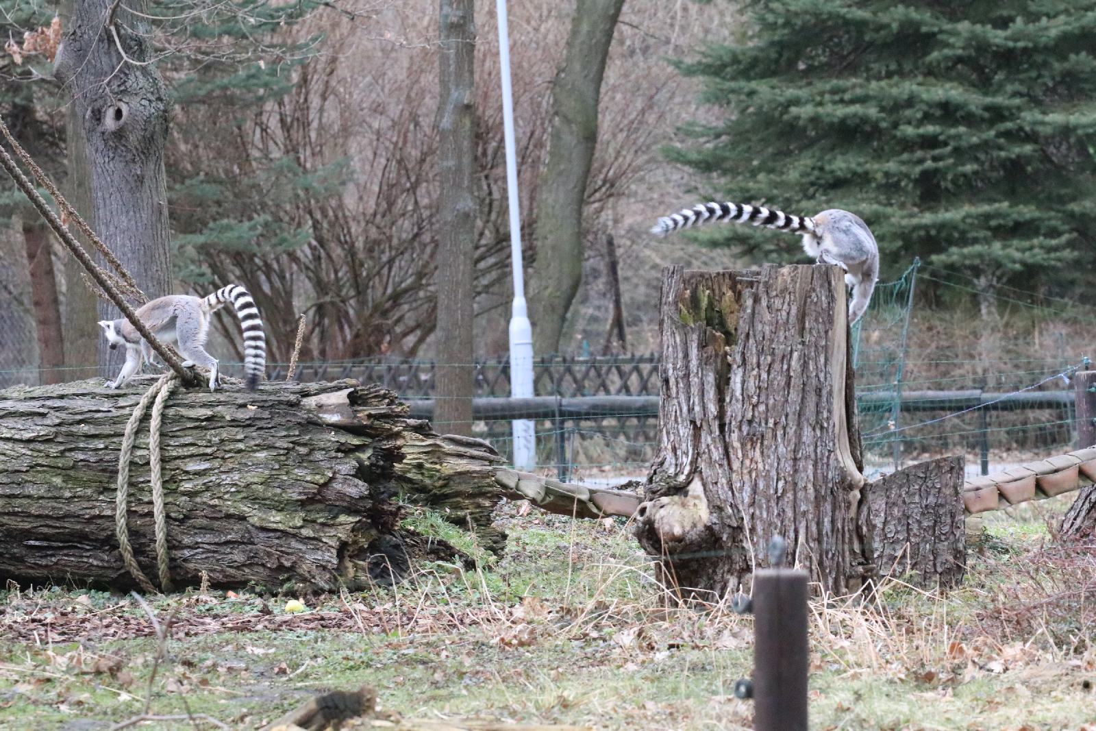 Wrocławskie ZOO jest piękne o każdej porze roku