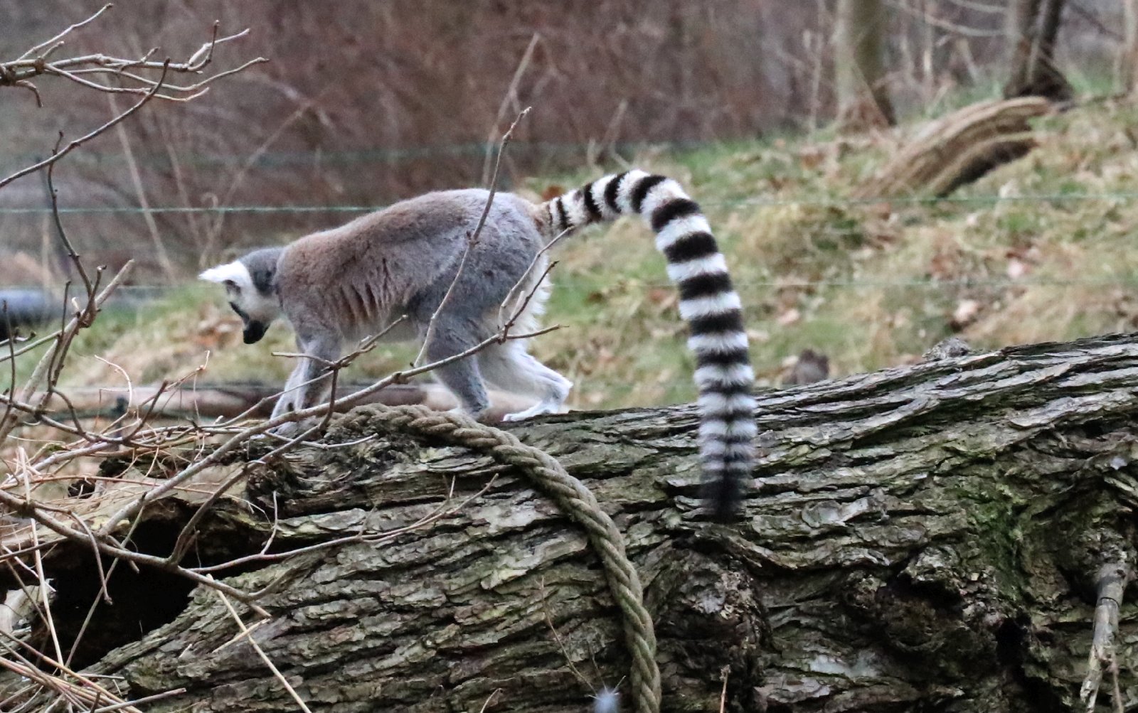 Wrocławskie ZOO jest piękne o każdej porze roku
