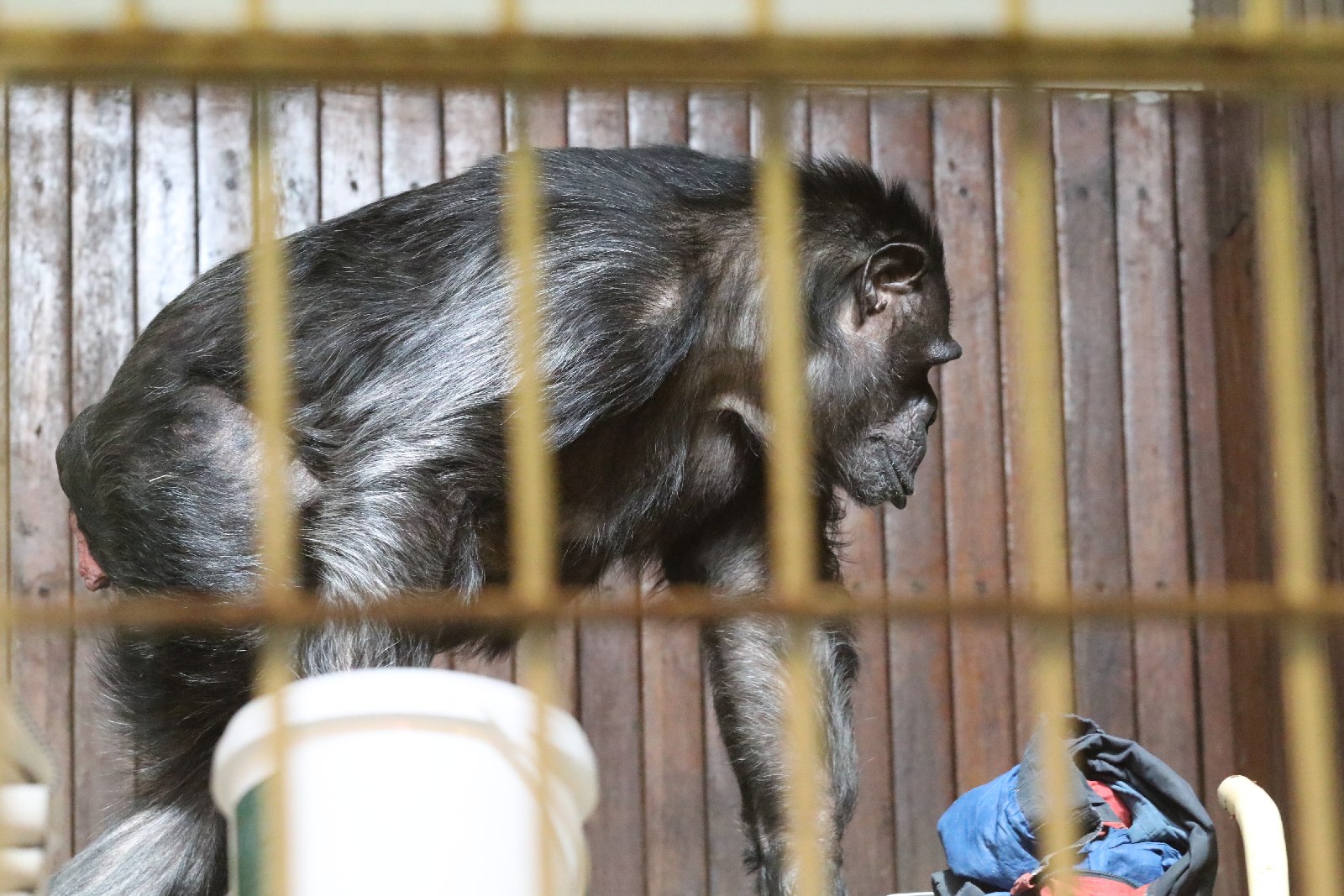 Wrocławskie ZOO jest piękne o każdej porze roku