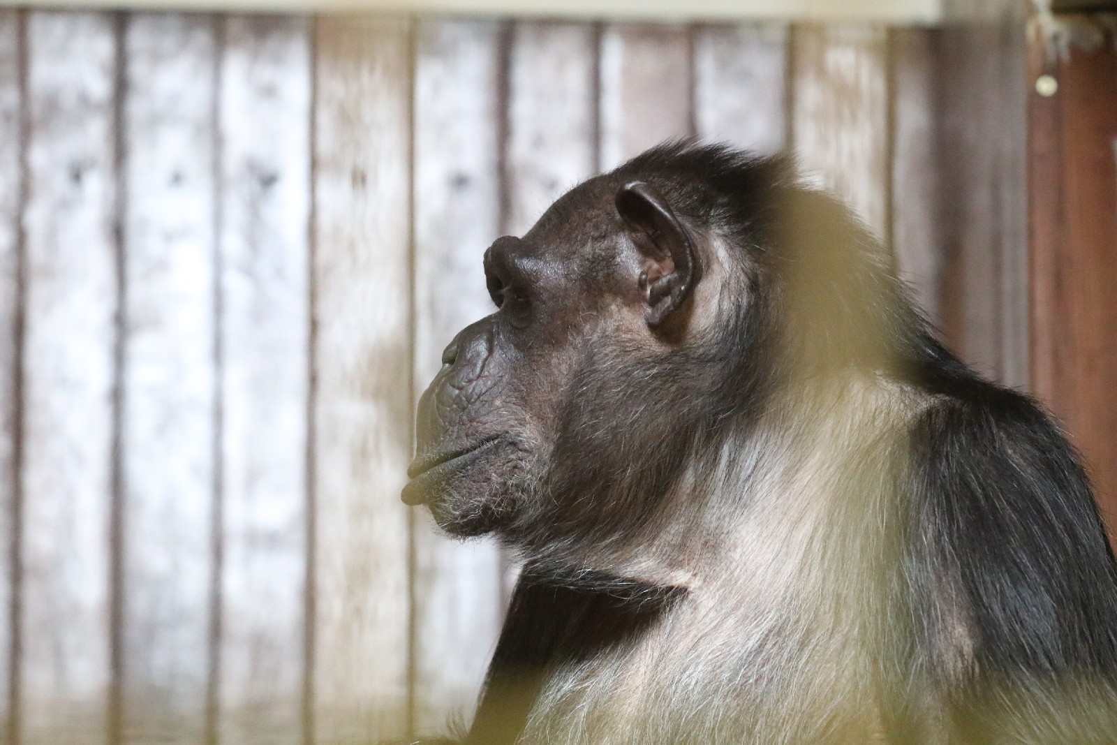 Wrocławskie ZOO jest piękne o każdej porze roku