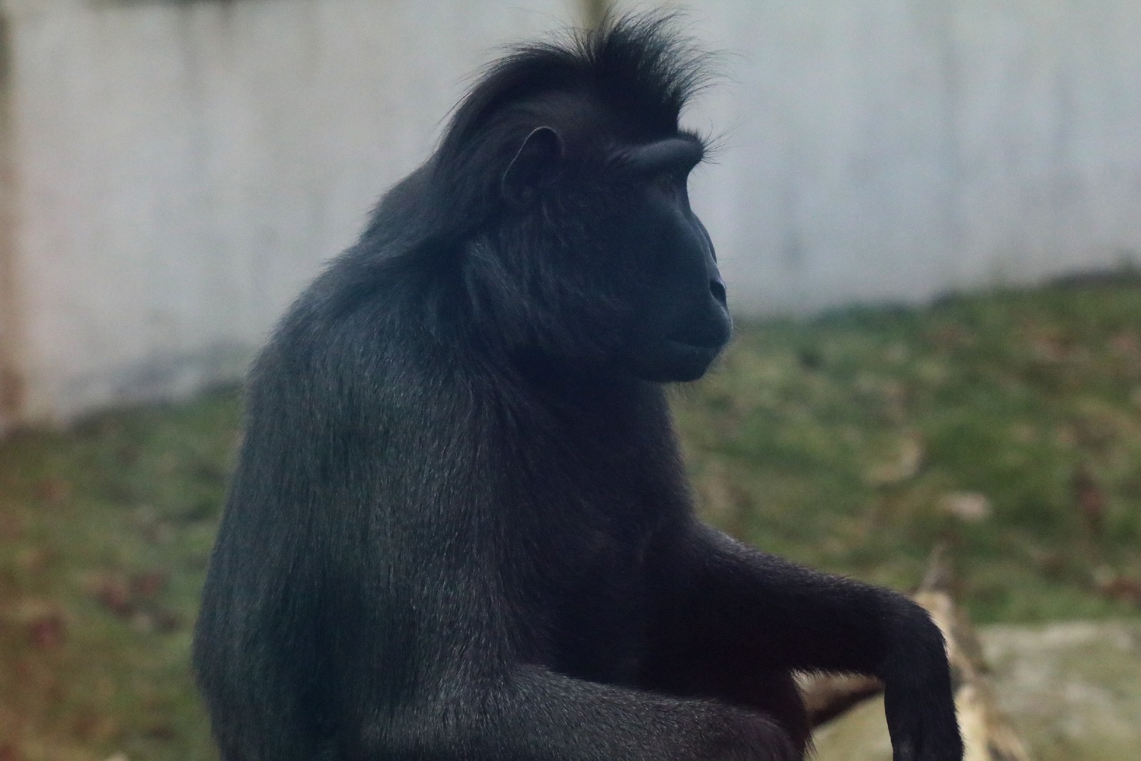 Wrocławskie ZOO jest piękne o każdej porze roku