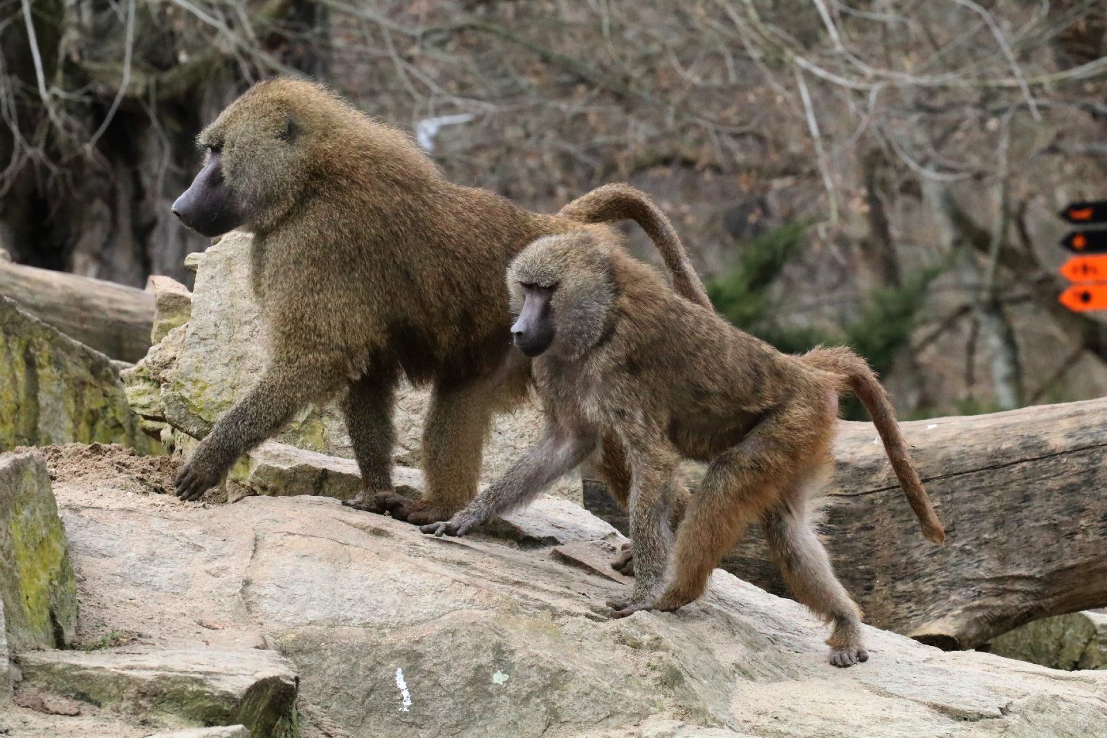 Wrocławskie ZOO jest piękne o każdej porze roku