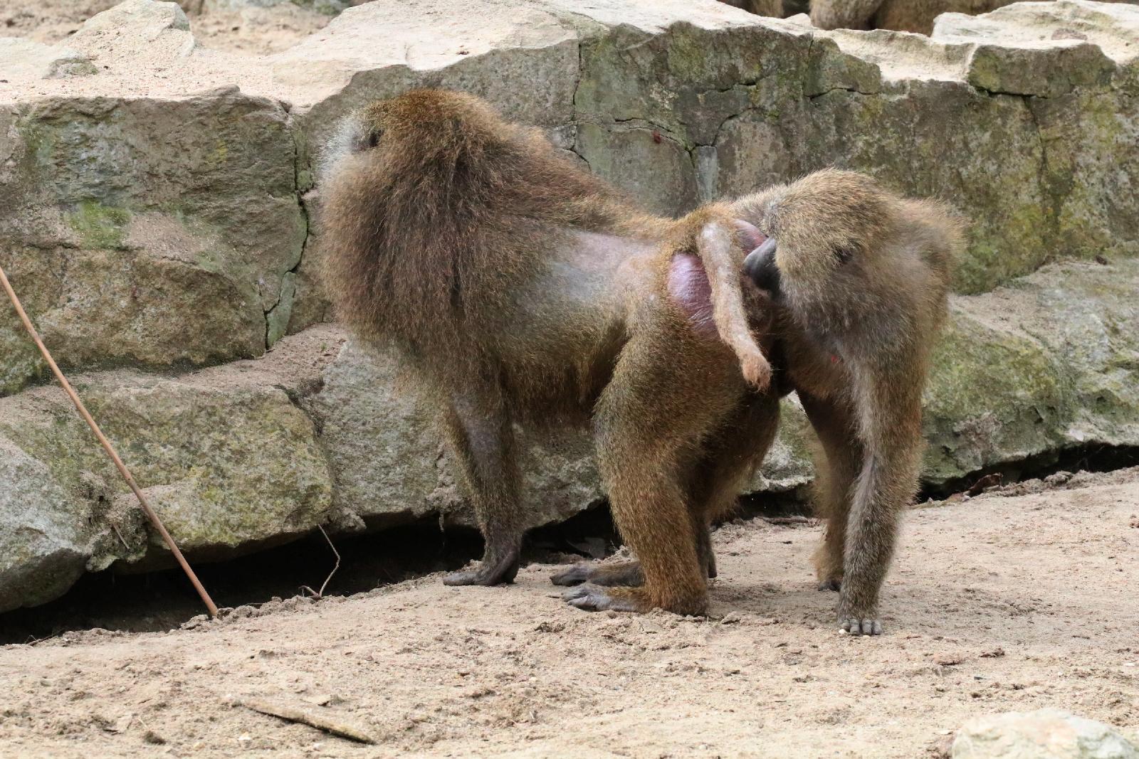 Wrocławskie ZOO jest piękne o każdej porze roku