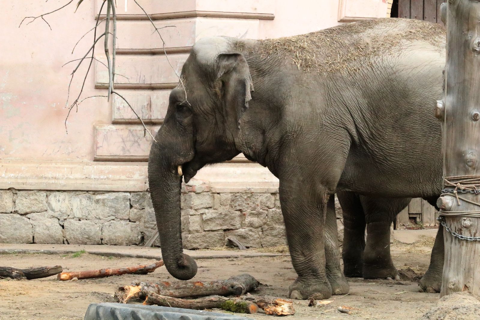 Wrocławskie ZOO jest piękne o każdej porze roku