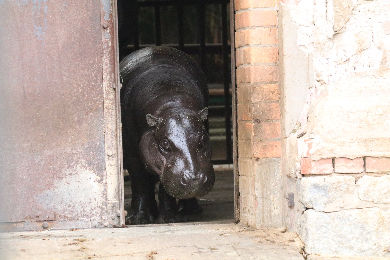 Wrocławskie ZOO jest piękne o każdej porze roku