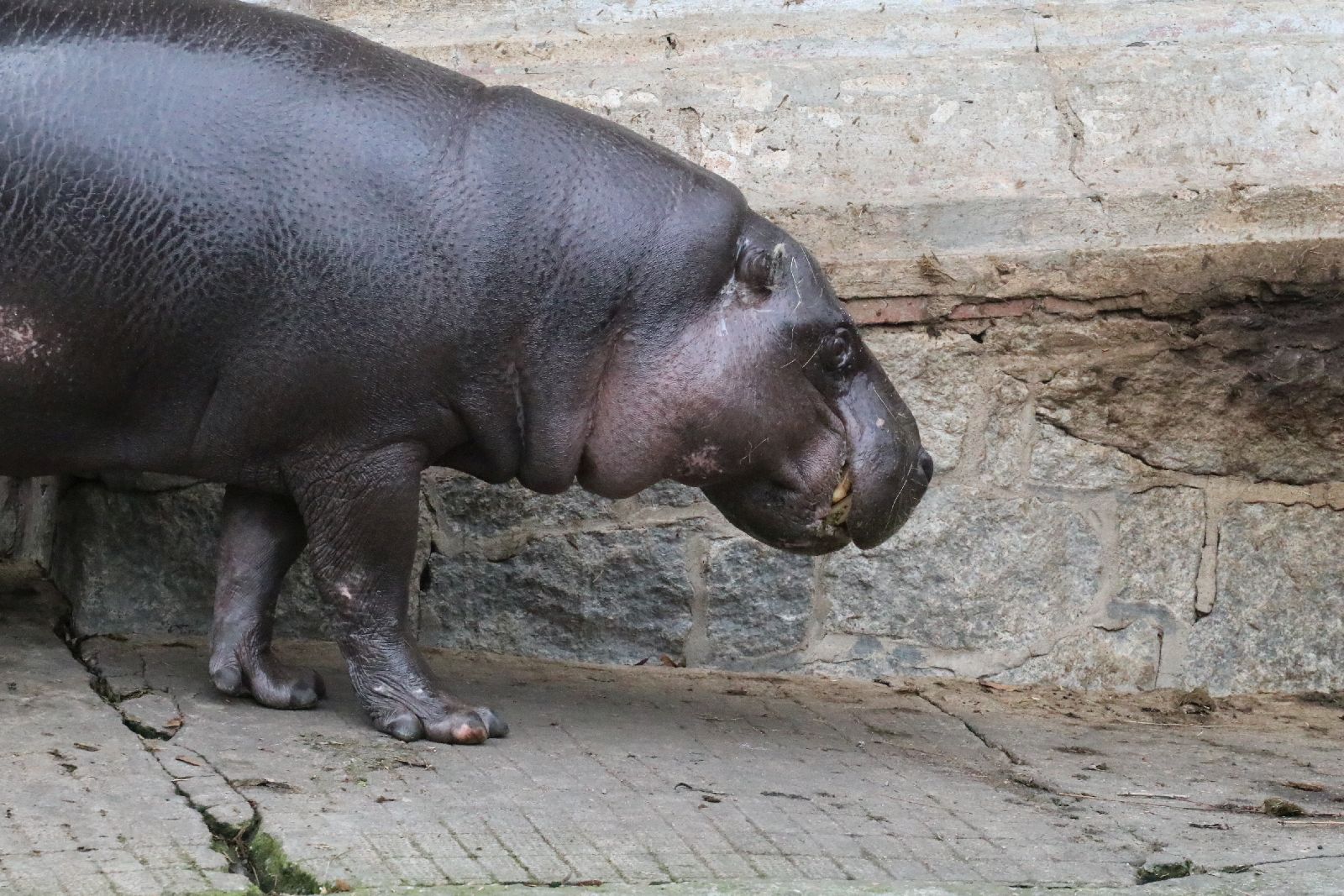 Wrocławskie ZOO jest piękne o każdej porze roku