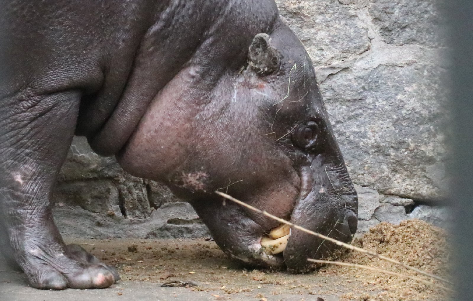 Wrocławskie ZOO jest piękne o każdej porze roku