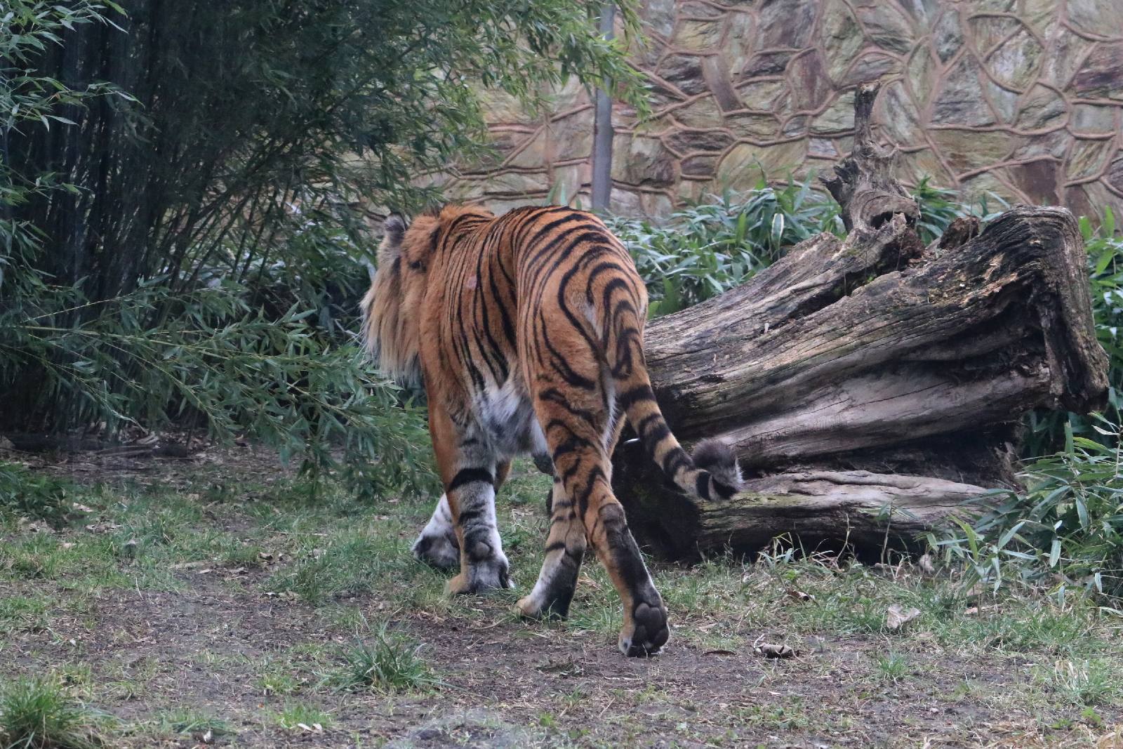 Wrocławskie ZOO jest piękne o każdej porze roku