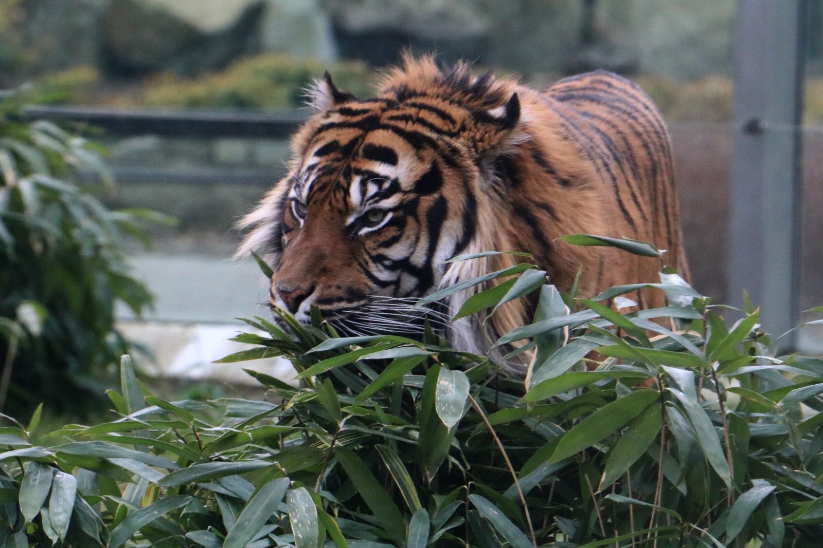Wrocławskie ZOO jest piękne o każdej porze roku