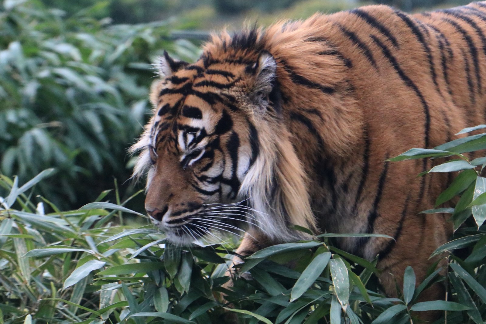 Wrocławskie ZOO jest piękne o każdej porze roku