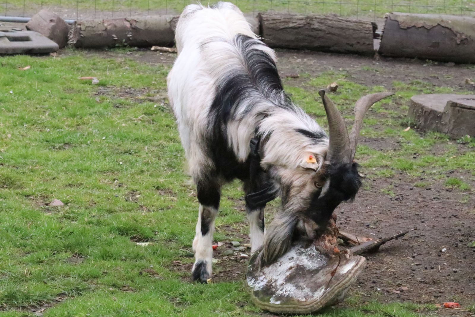 Z wizytą w mini zoo i na budowie palmiarni